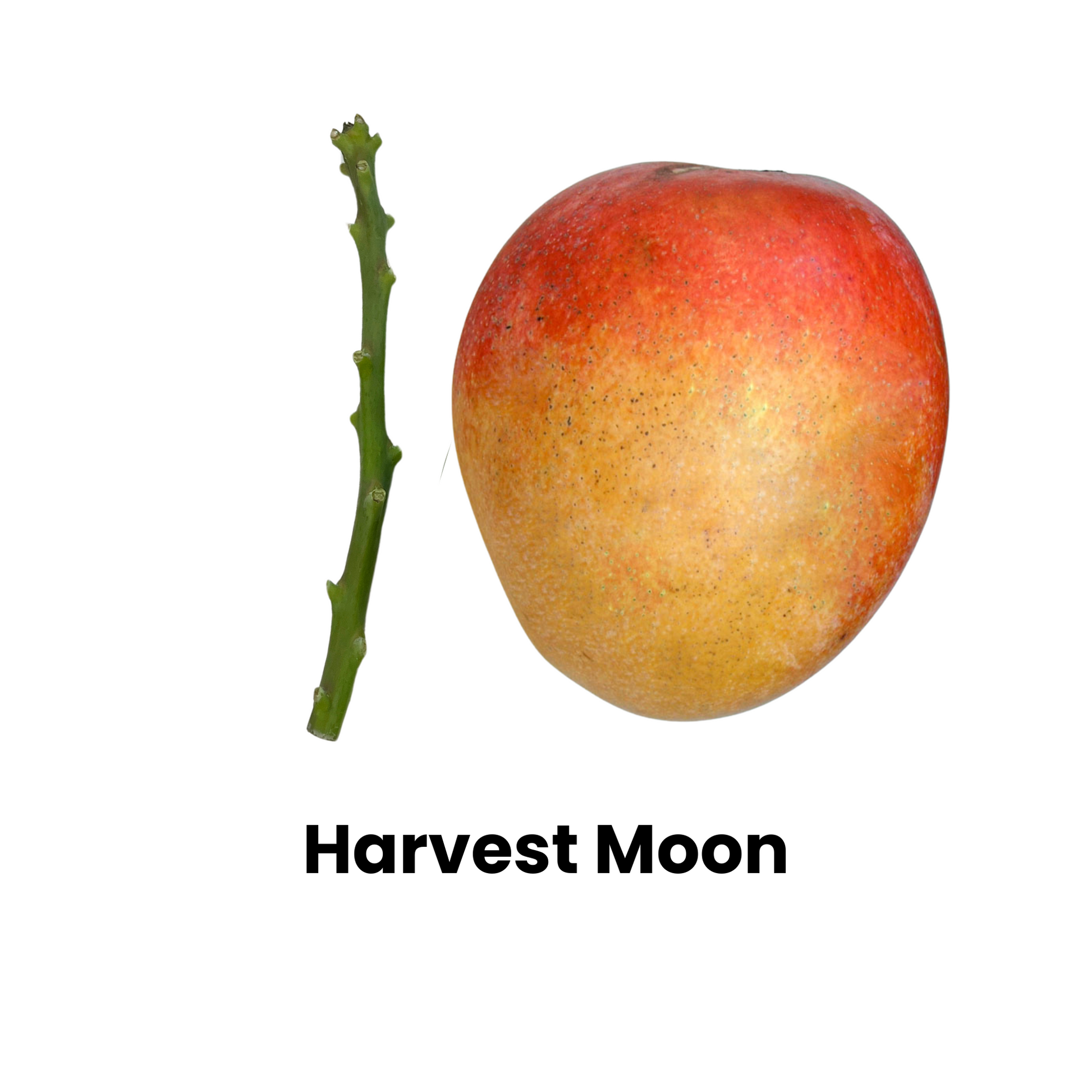 Harvest Moon mango scion