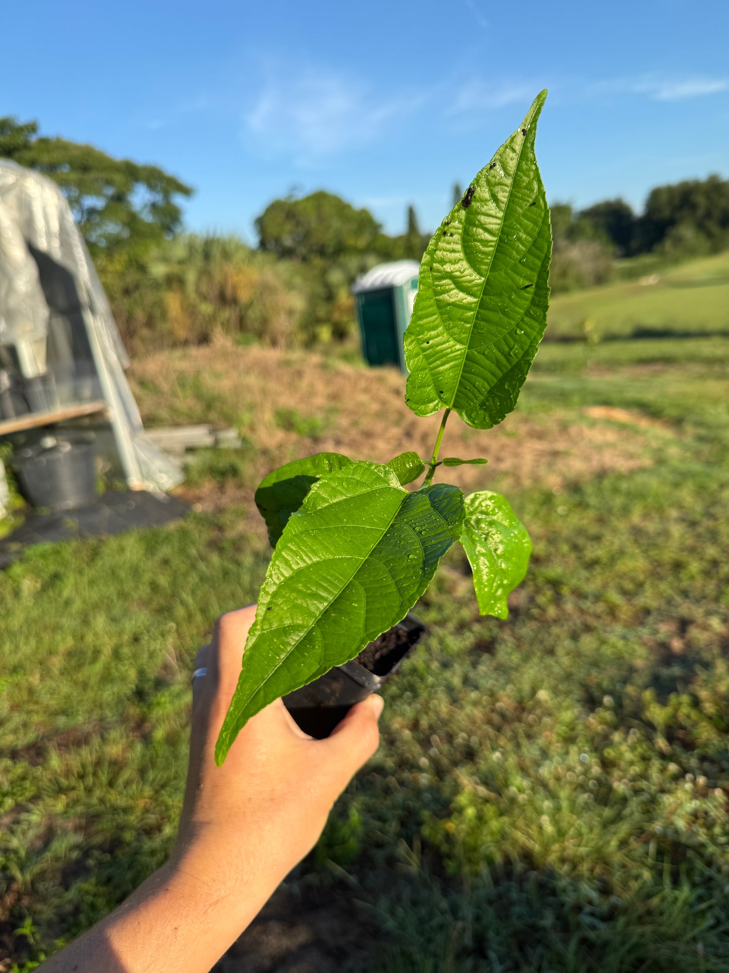 Sacha Inchi Plant / Inca Nut