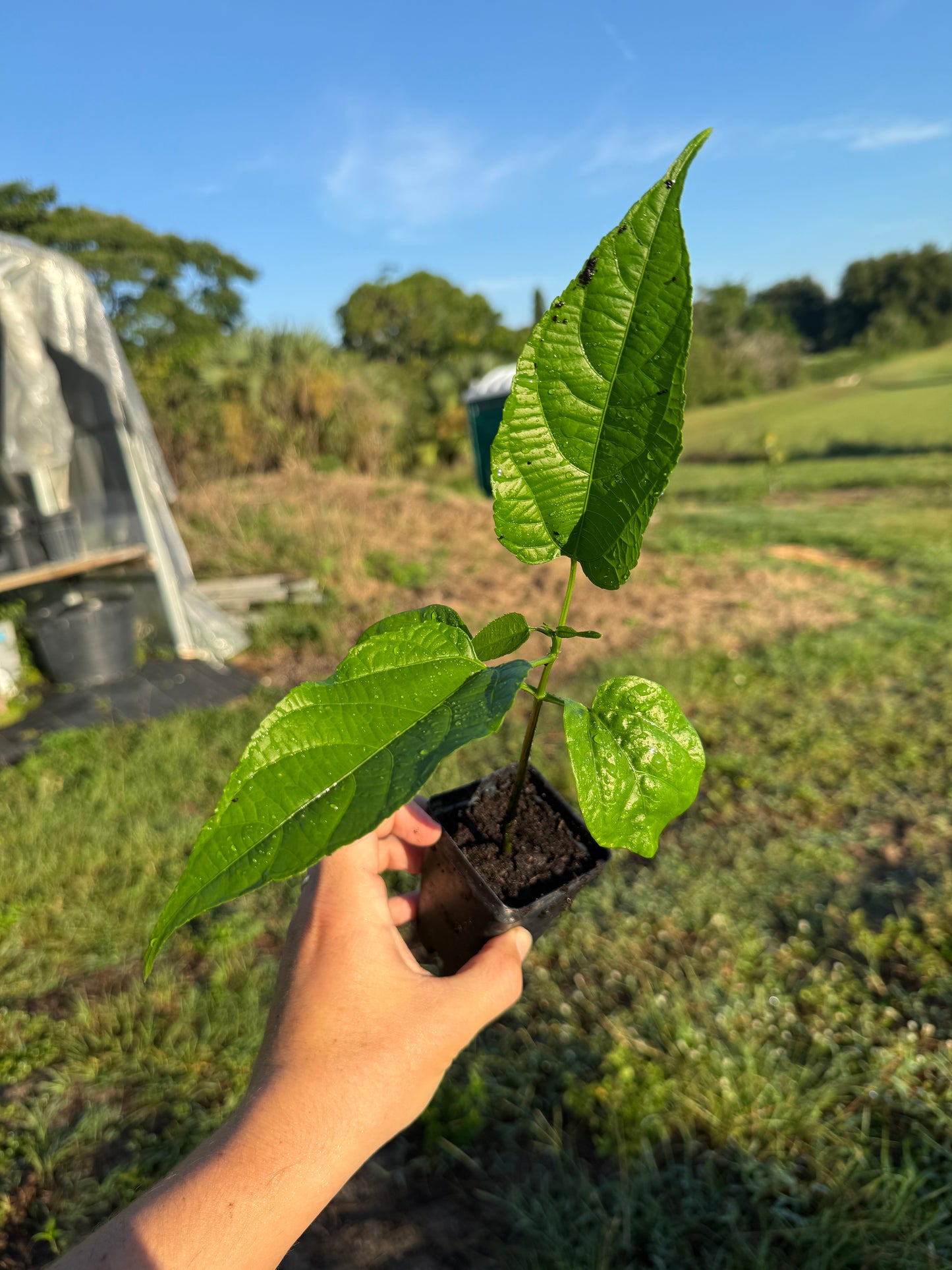 Sacha Inchi Plant / Inca Nut