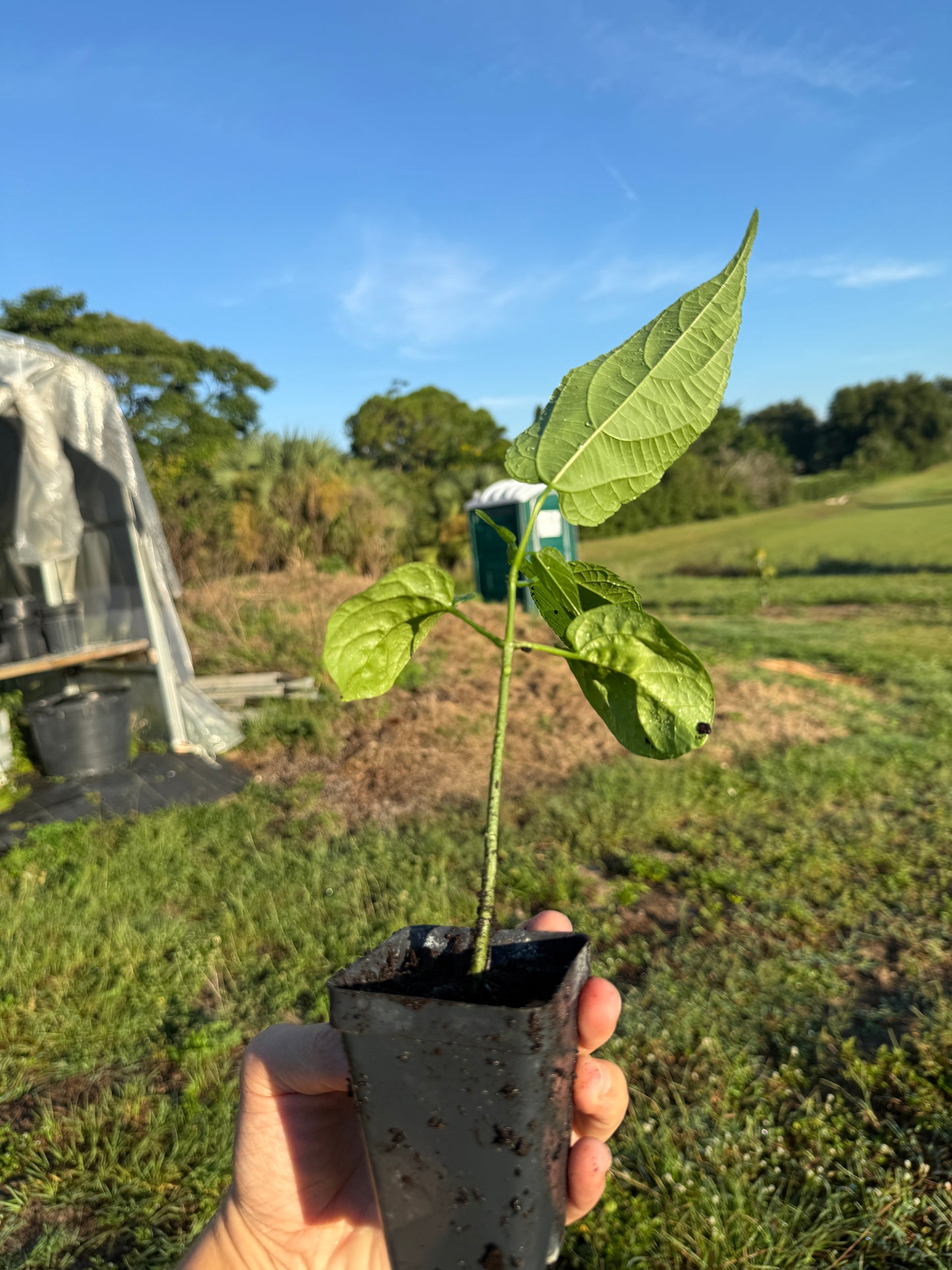 Sacha Inchi Plant / Inca Nut