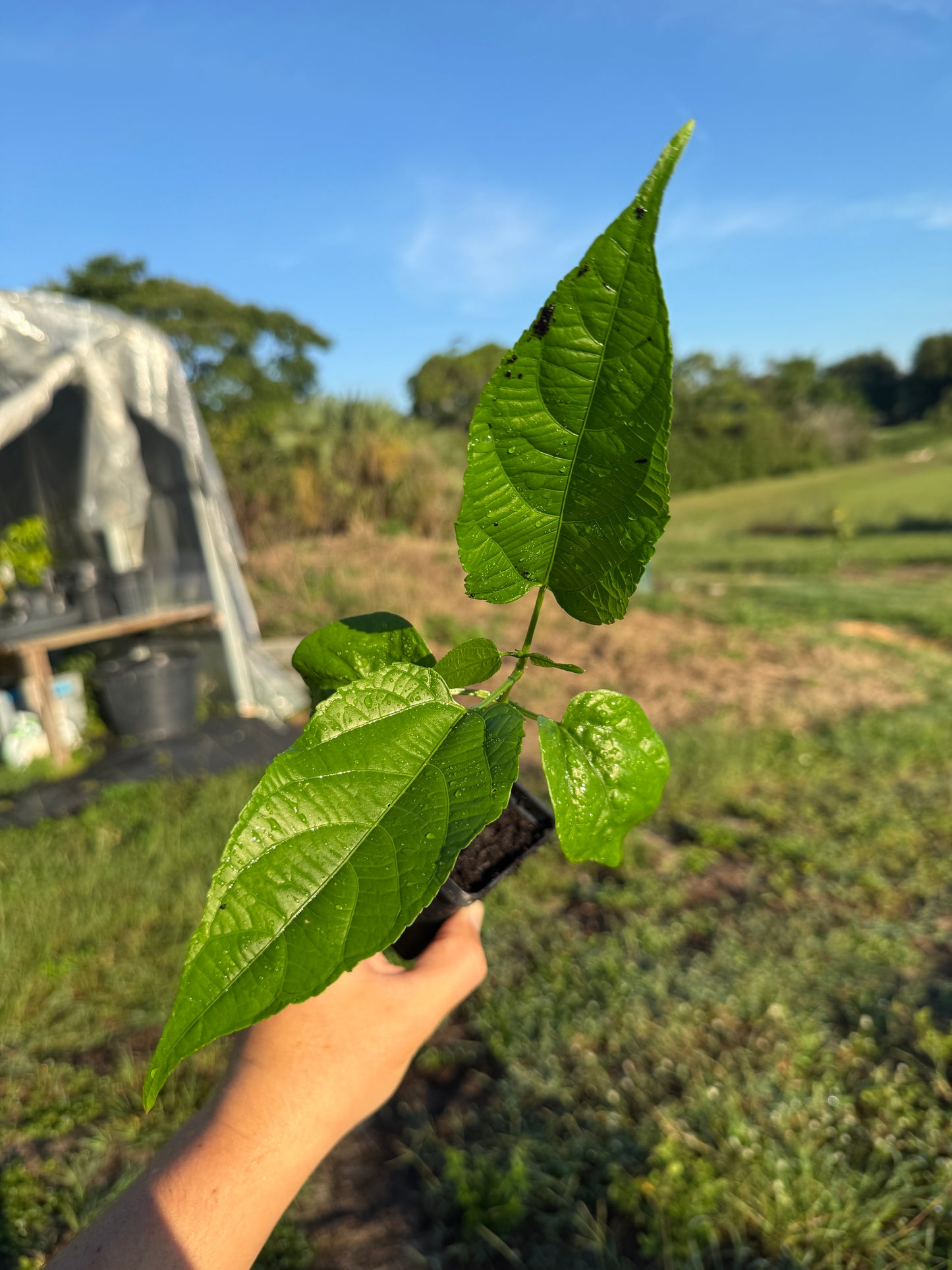 Sacha Inchi Plant / Inca Nut