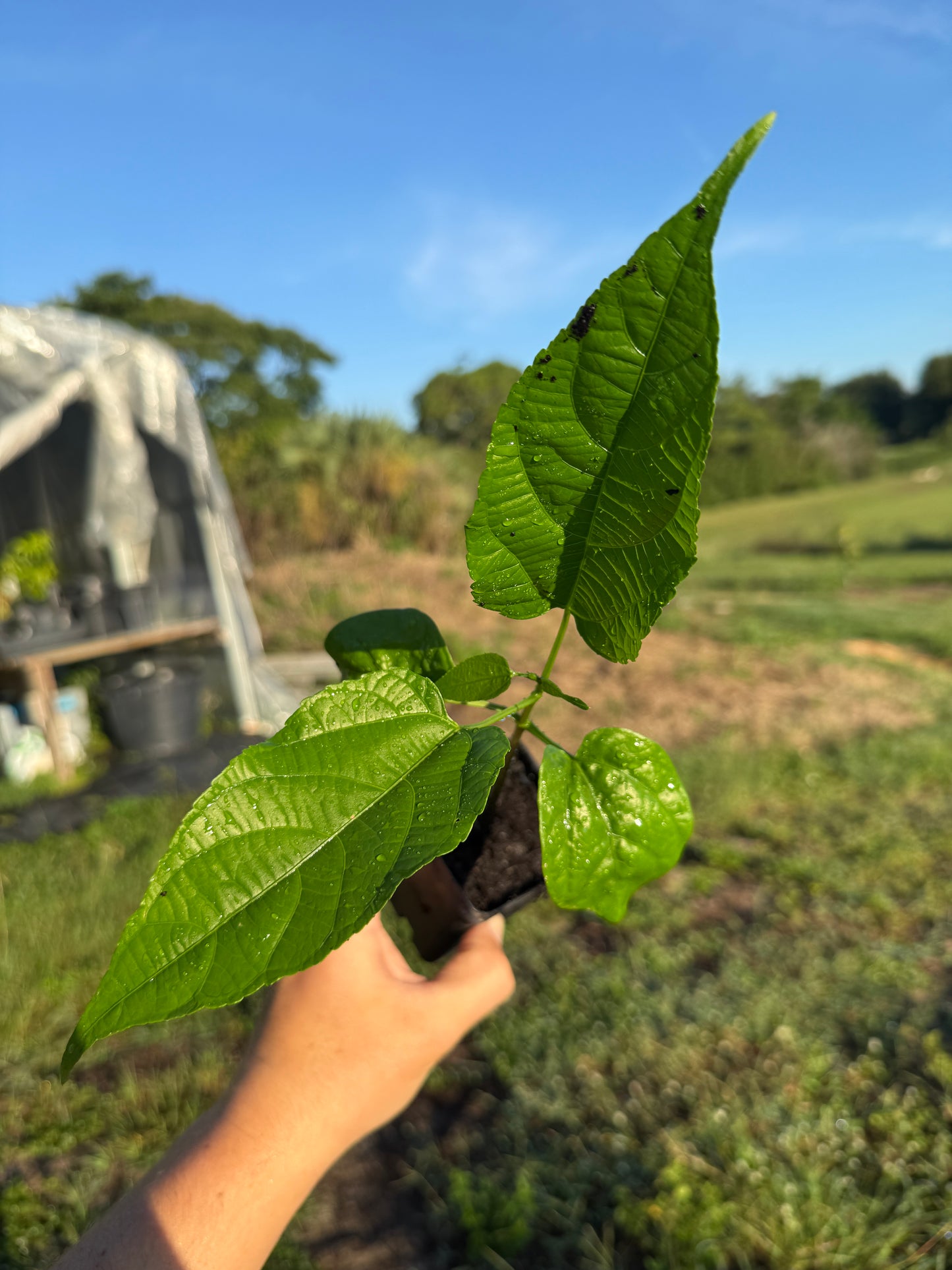 Sacha Inchi Plant / Inca Nut