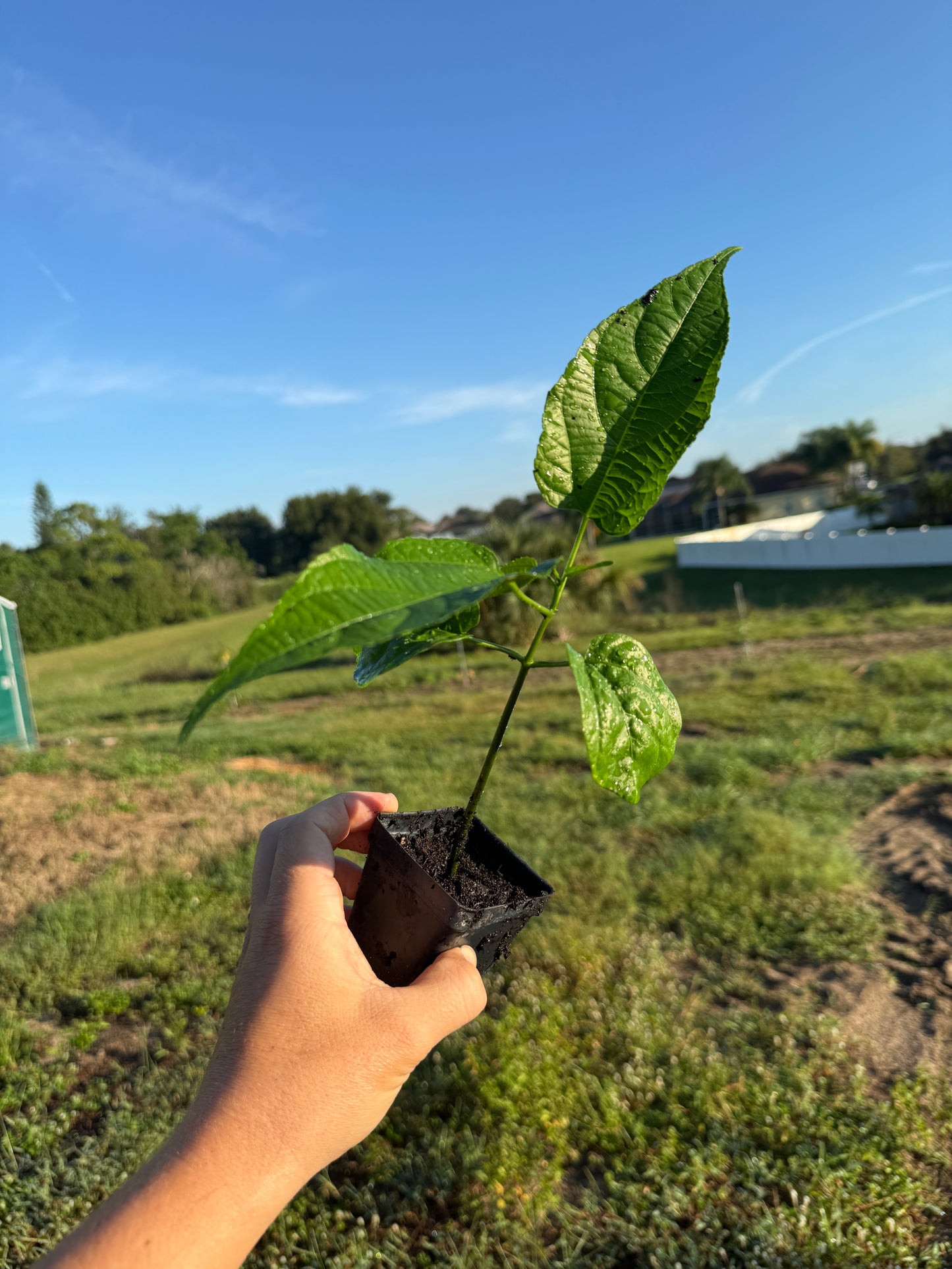 Sacha Inchi Plant / Inca Nut