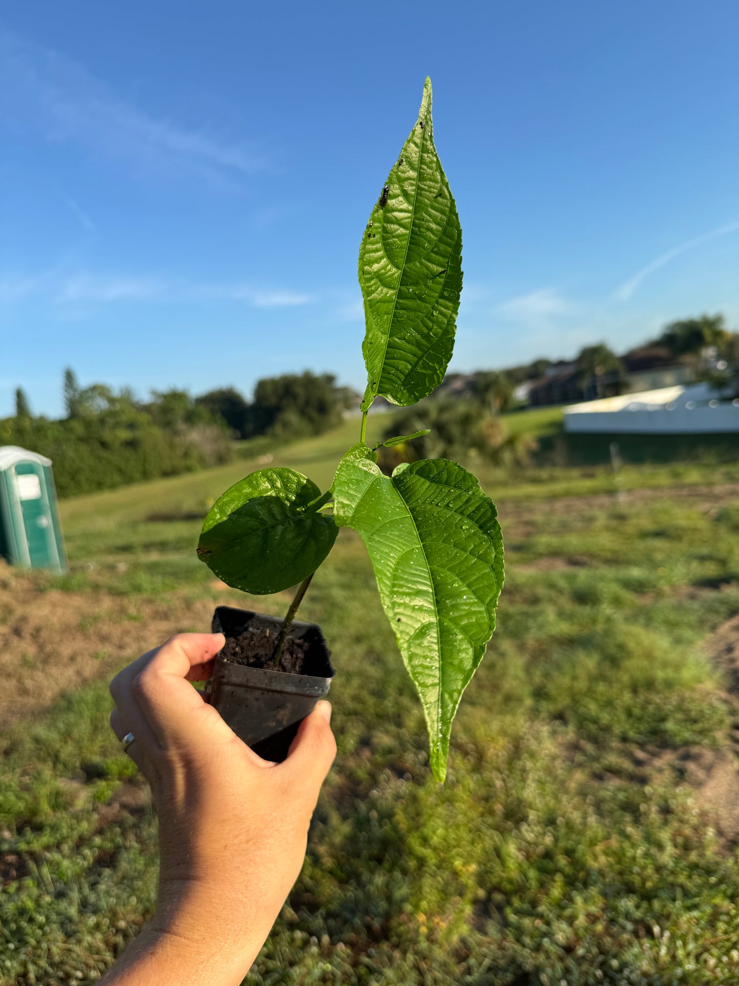 Sacha Inchi Plant / Inca Nut