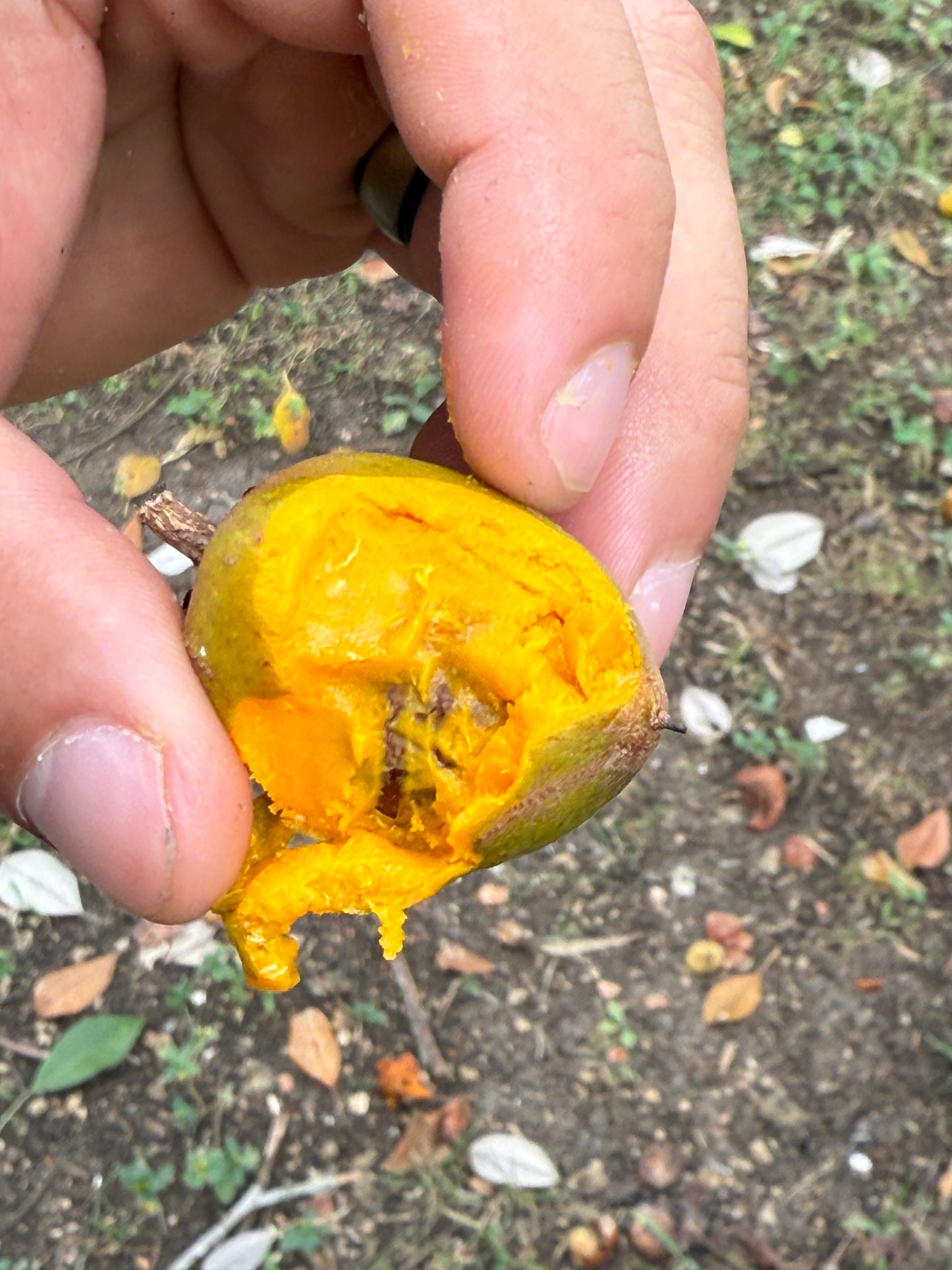 Pouteria Sp. "Fruit and Spice Park"