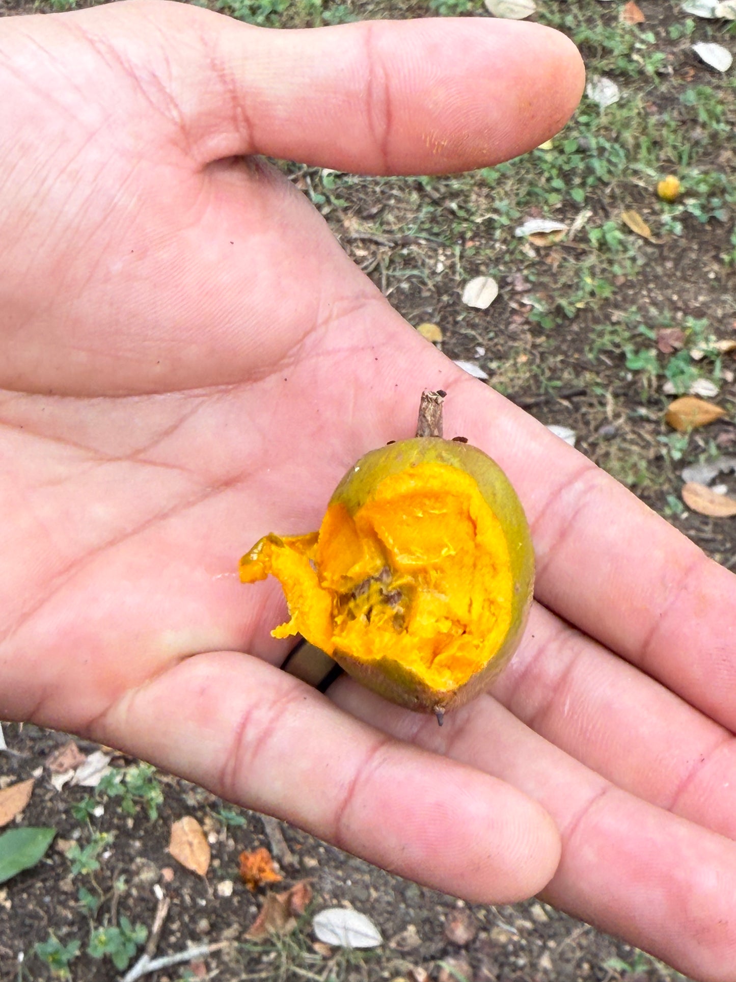Pouteria Sp. "Fruit and Spice Park"