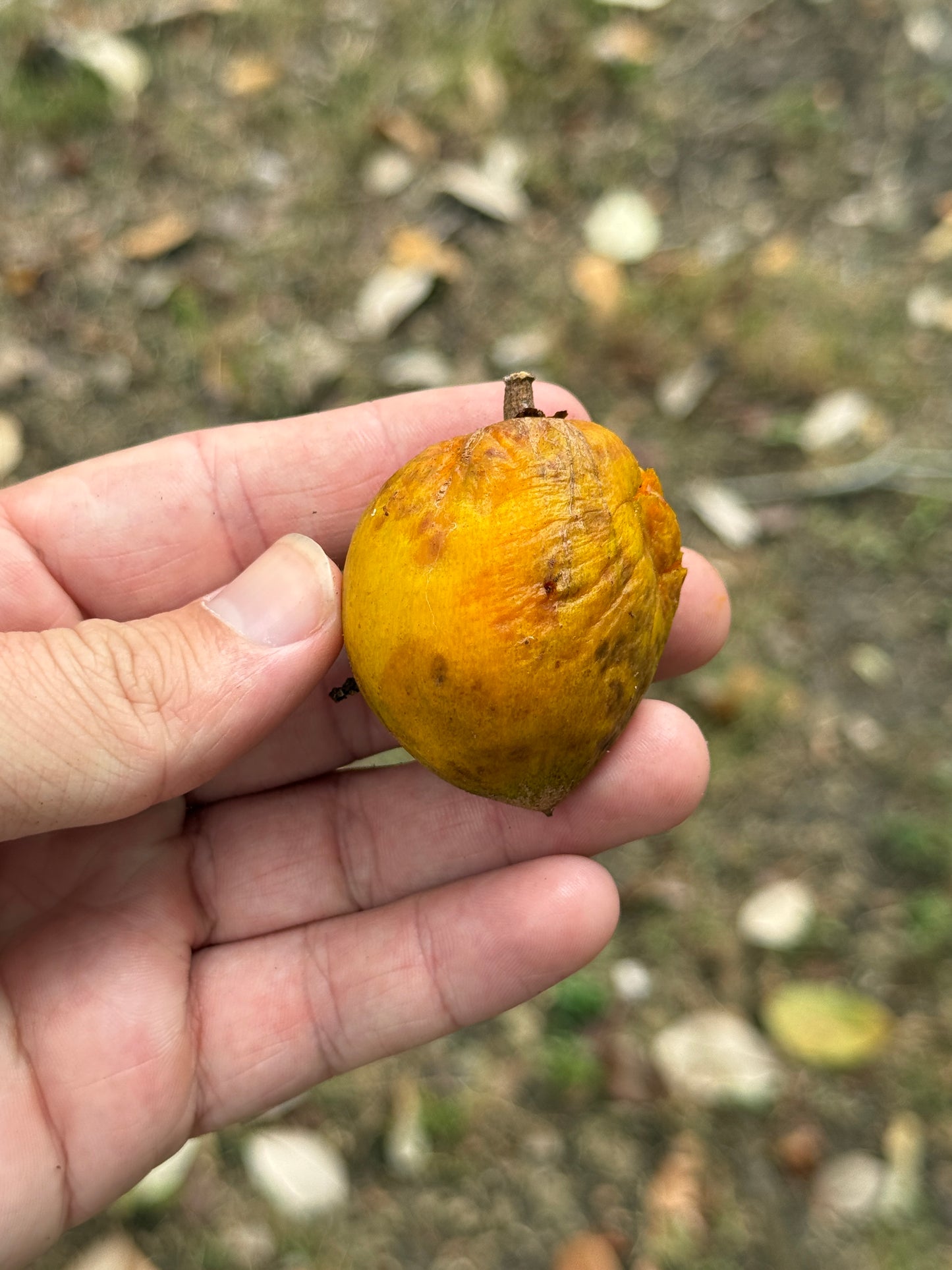 Pouteria Sp. "Fruit and Spice Park"