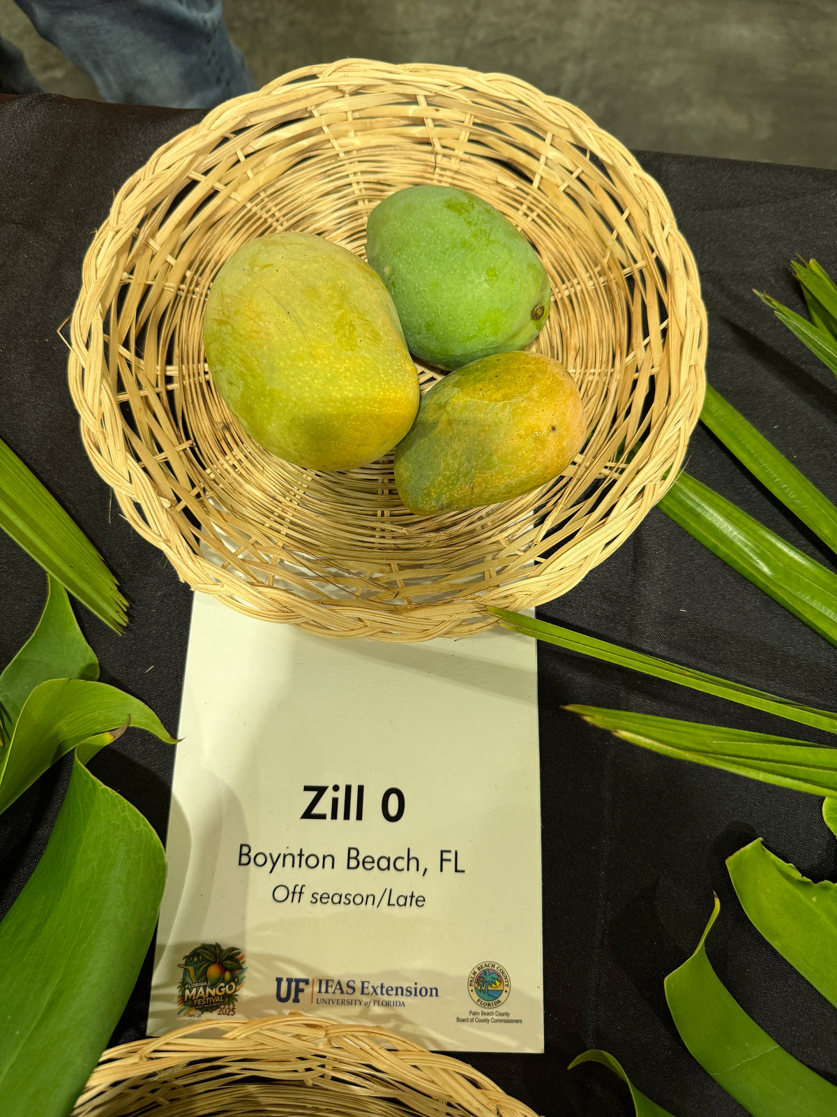 Zill Rabbani Zill 0 – Rare Plant Cuttings