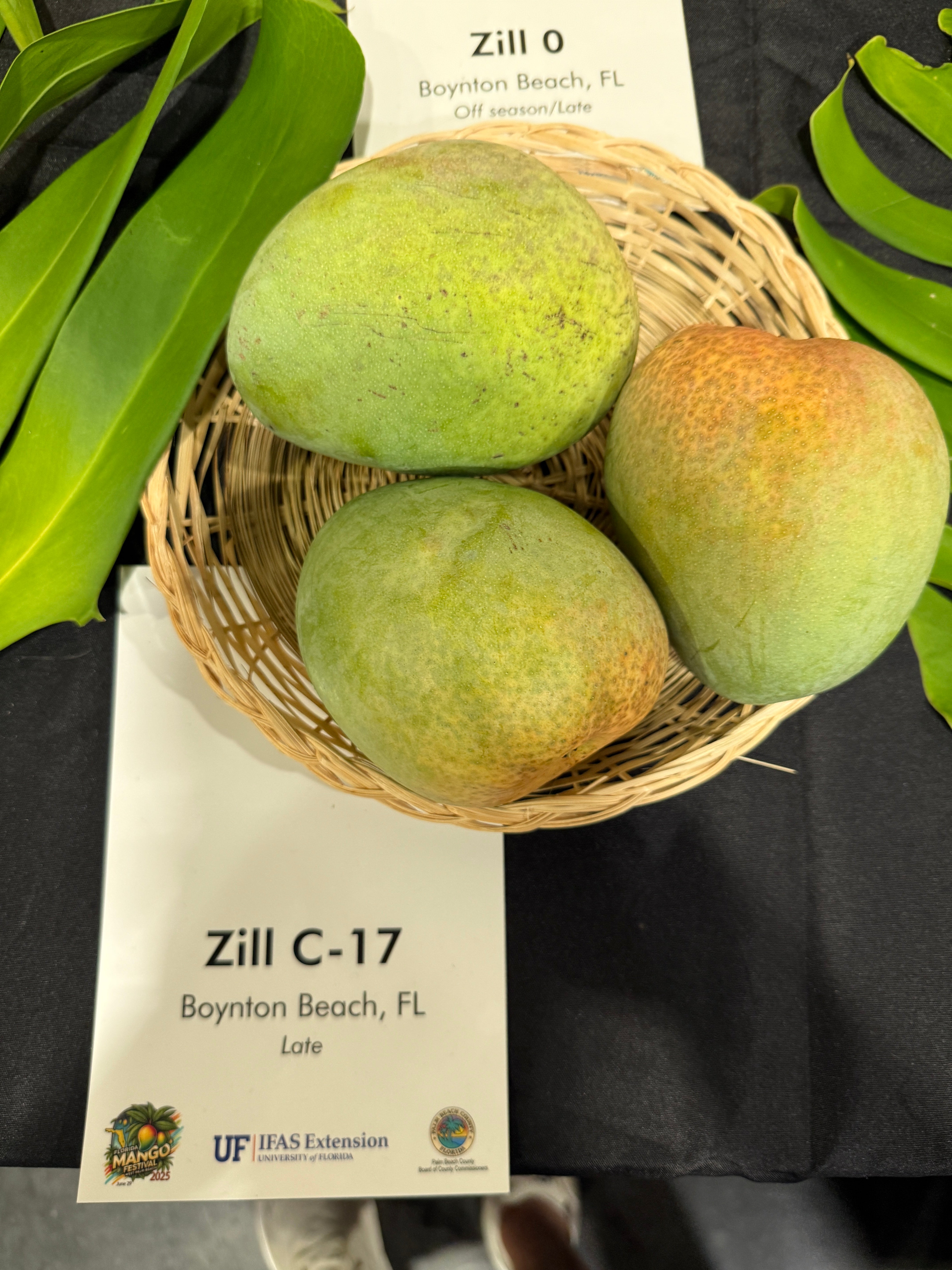 Zill Rythyms Zill C-17 – Rare Plant Cuttings