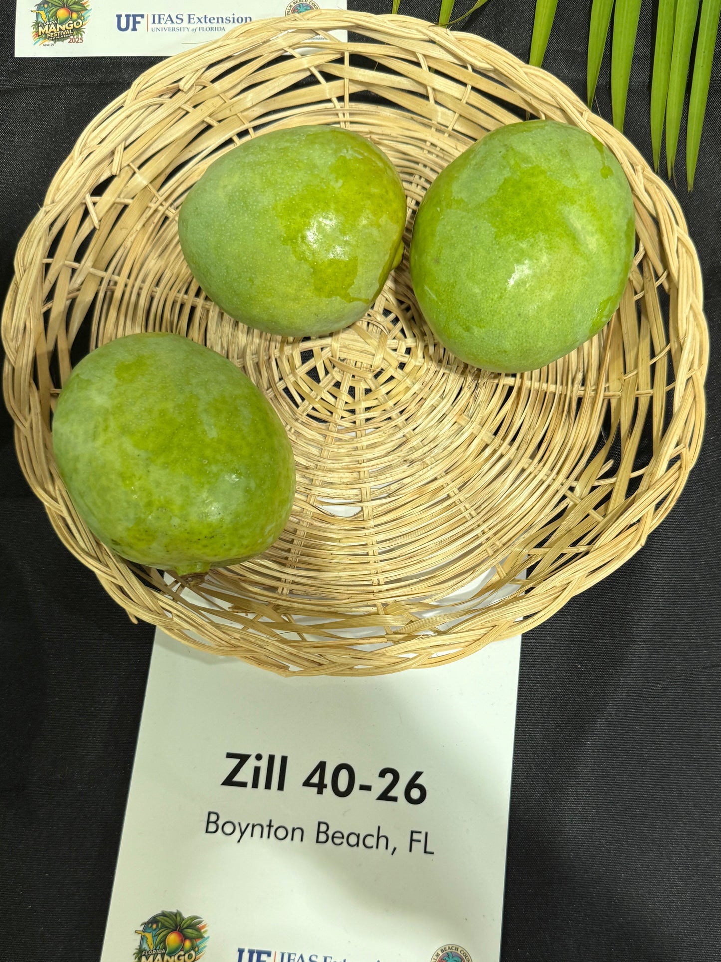 Zill 40-26 mango fruit in a basket