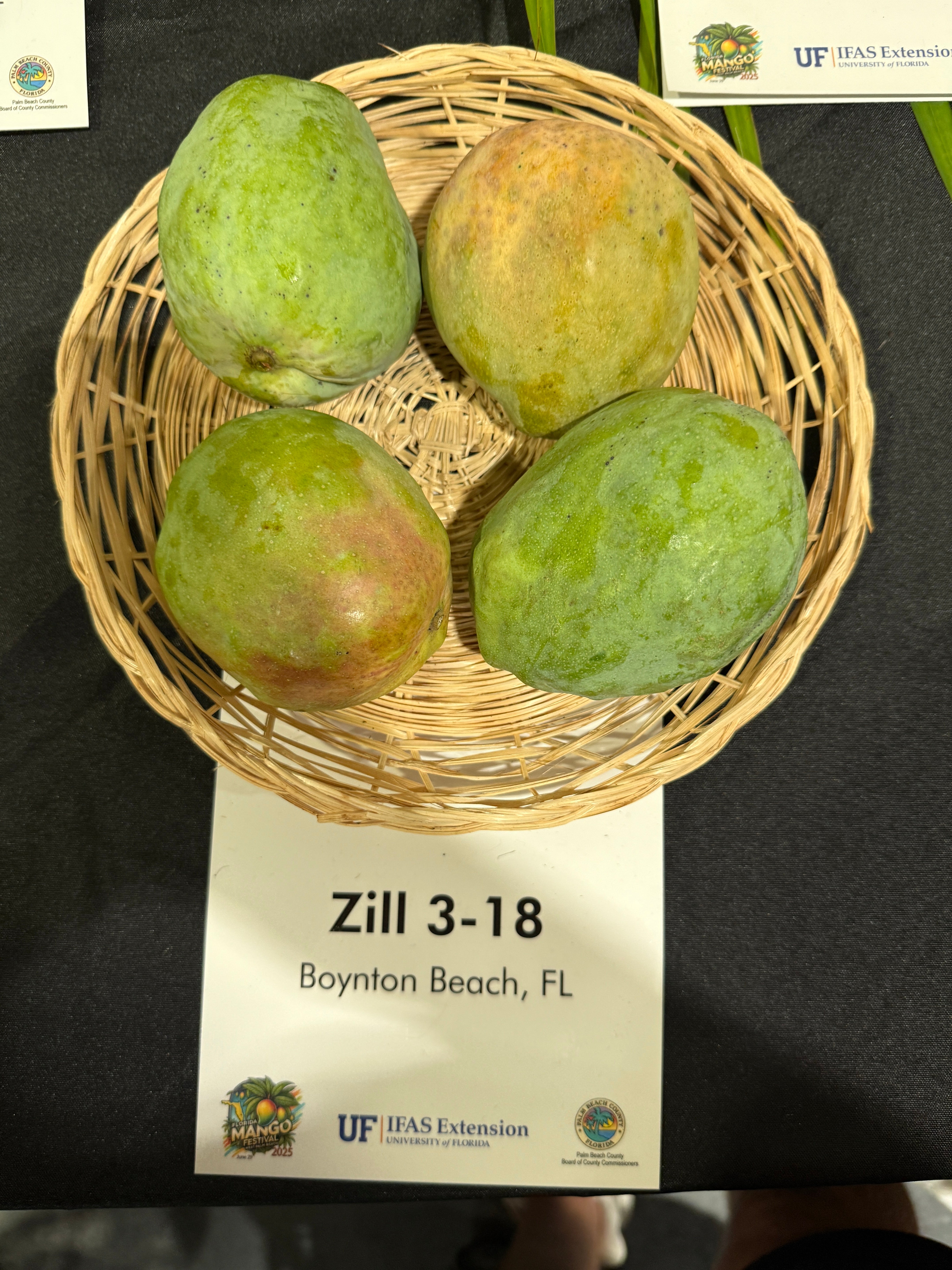 FRUITS　No.13 Zill 3-18 – Rare Plant Cuttings