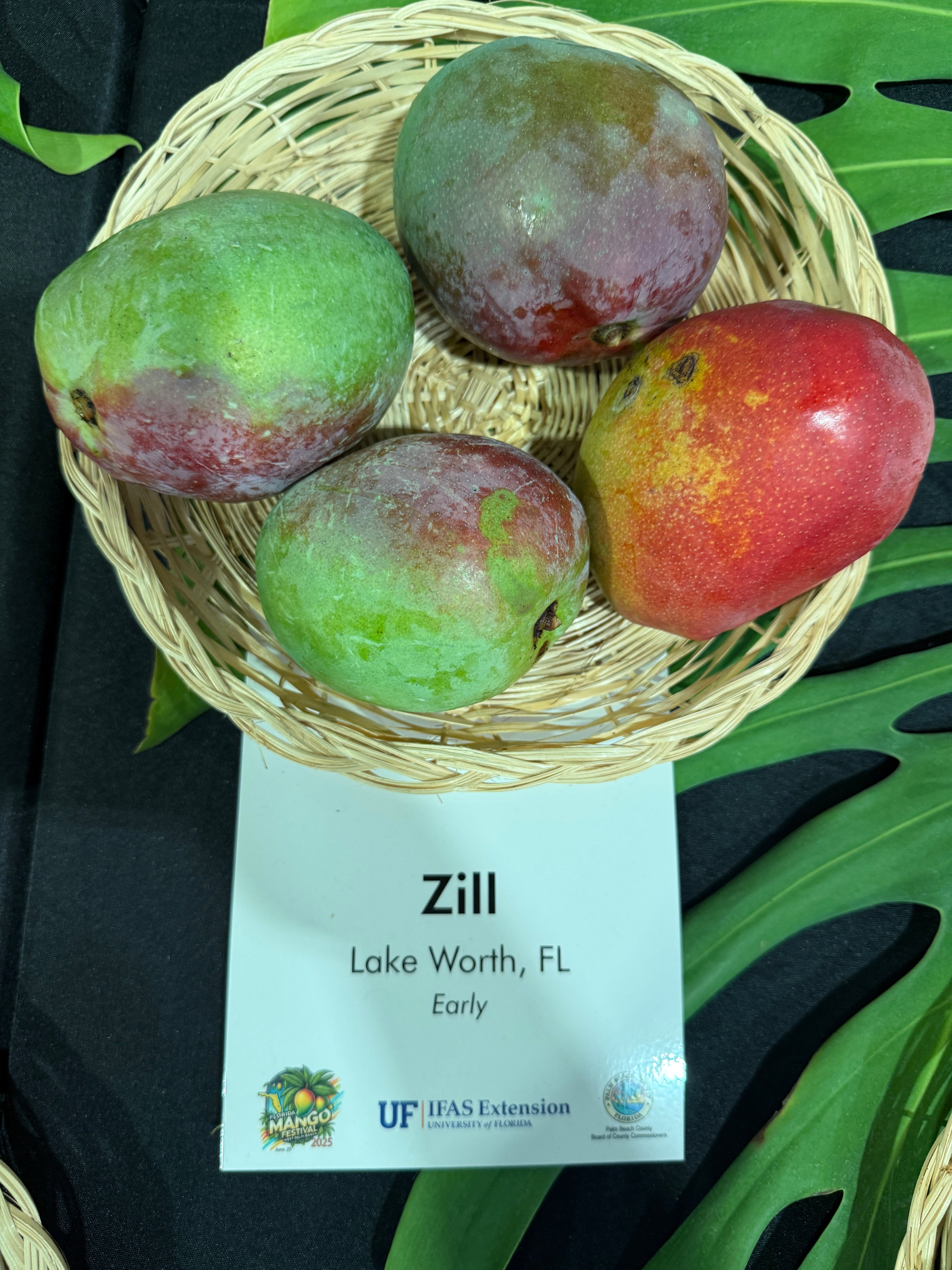 Zill Rabbani Zill – Rare Plant Cuttings