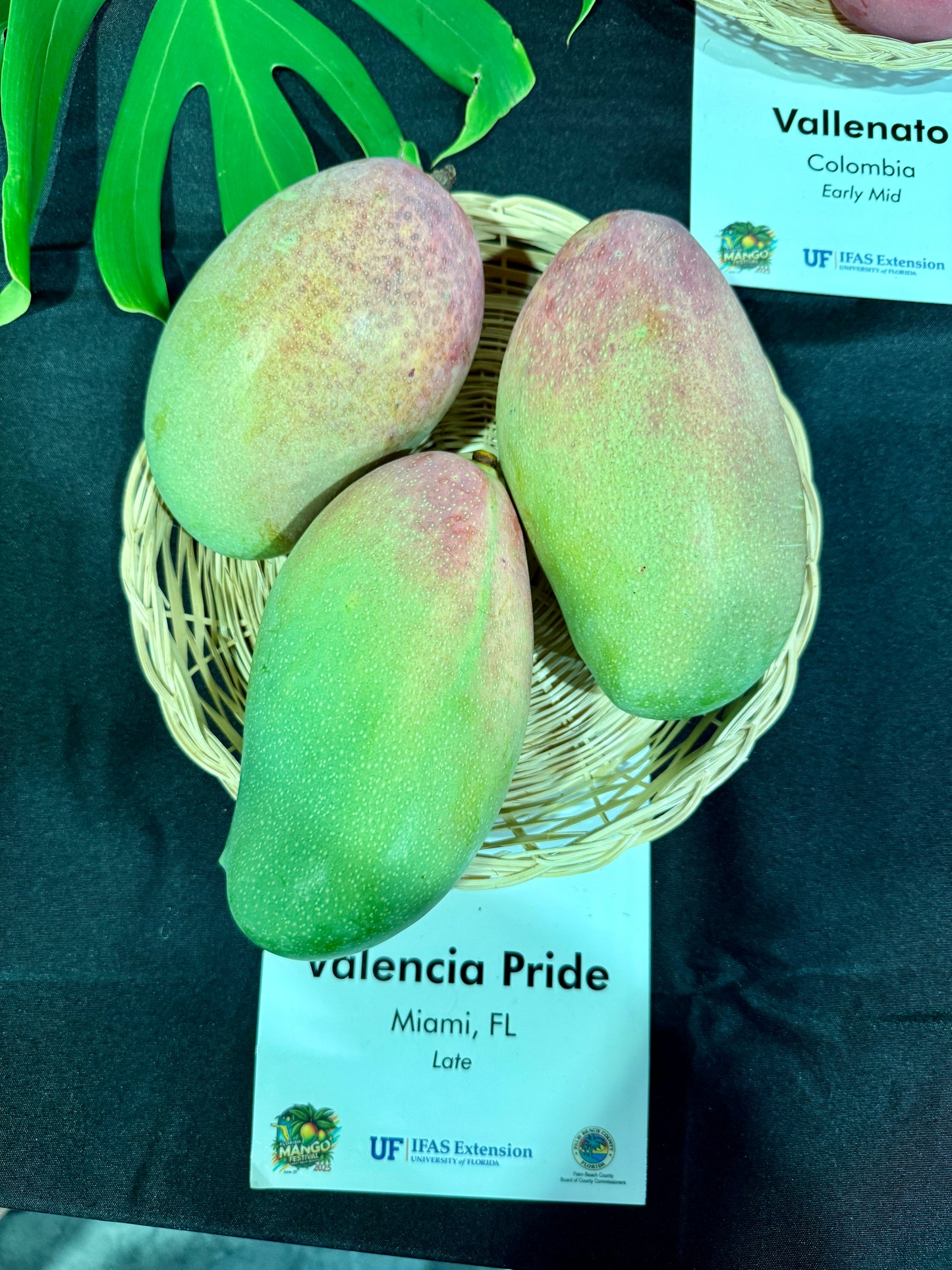 Basket of Valencia Pride mangoes with a label in the background