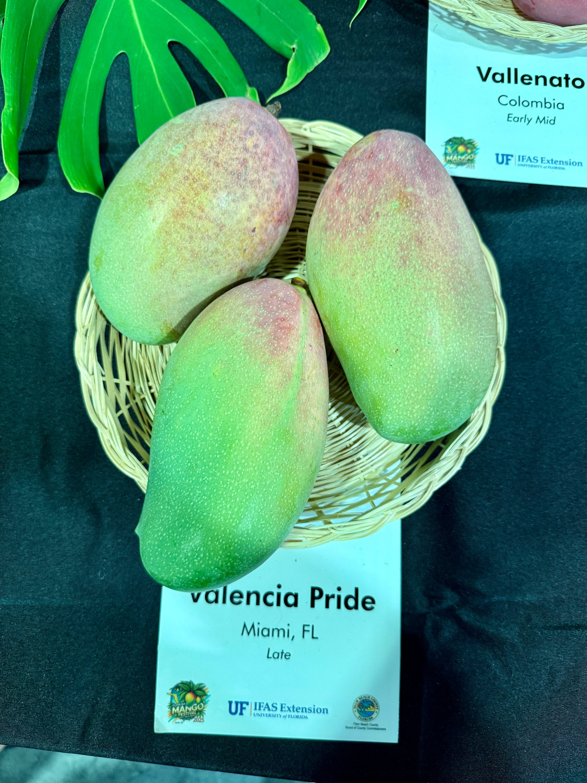 Basket of Valencia Pride mangoes with a label in the background