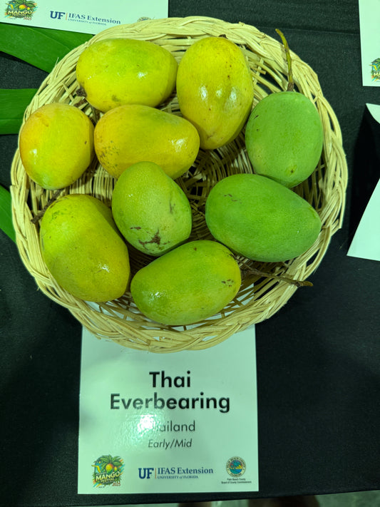 Thai Everbearing