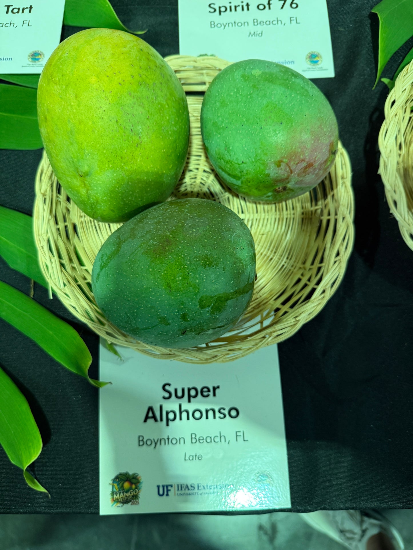 Super Alphonso / Zill 36-8