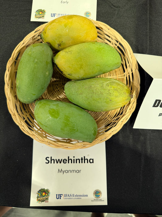 Raw Honey / Shwehintha