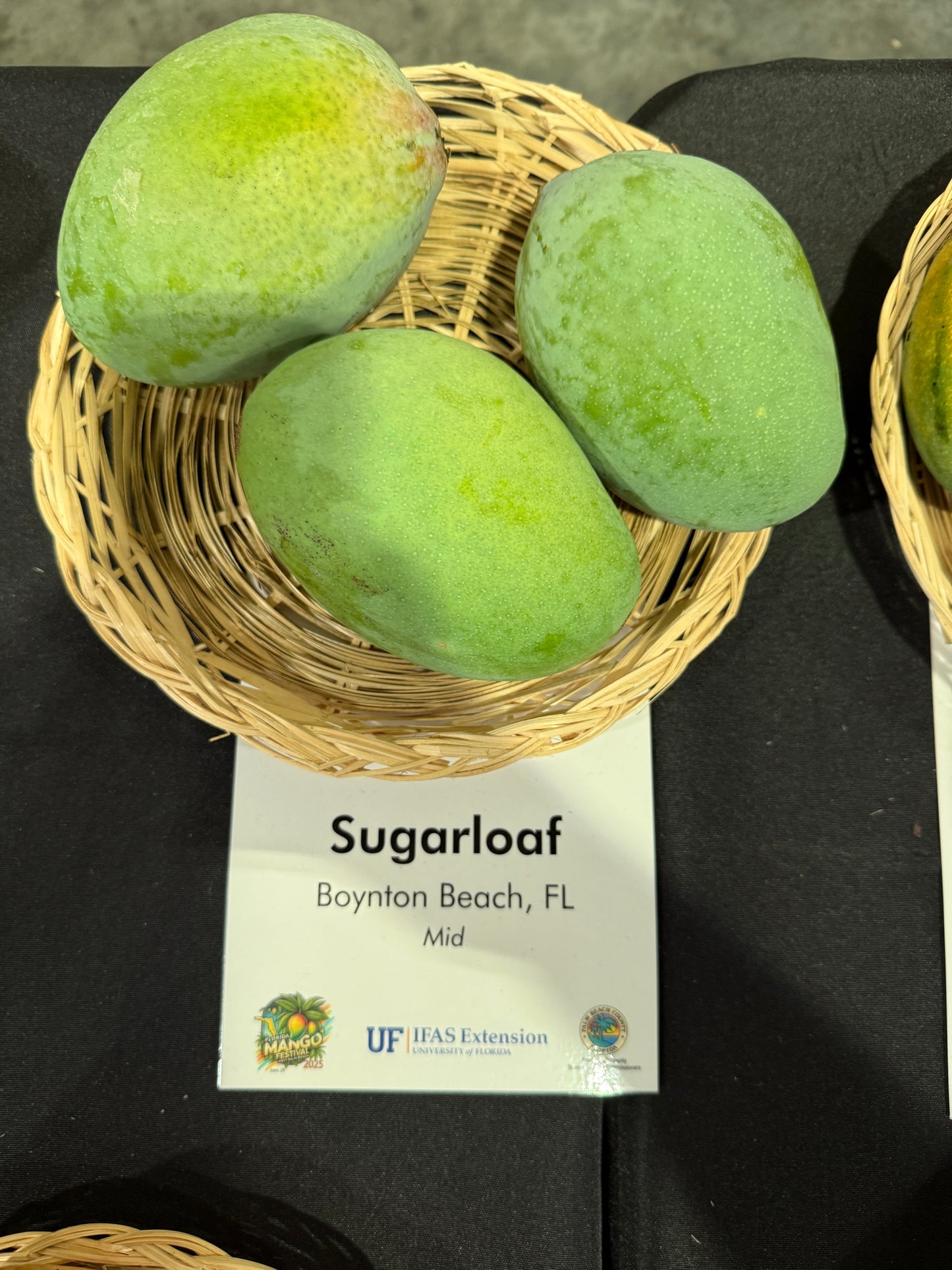 Sugarloaf / Zill E-4