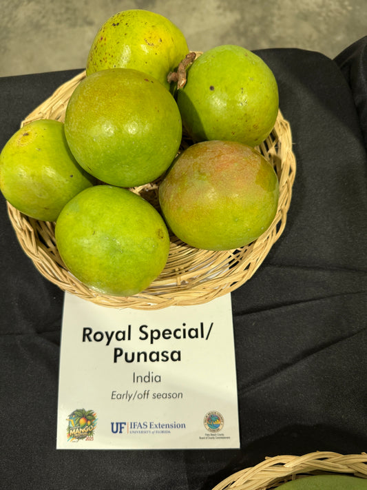 Royal Special / Punasa