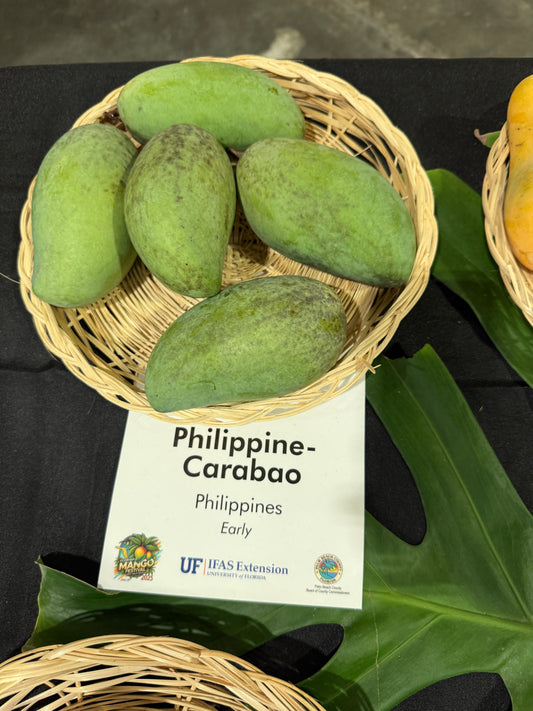 Phillipine / Carabao