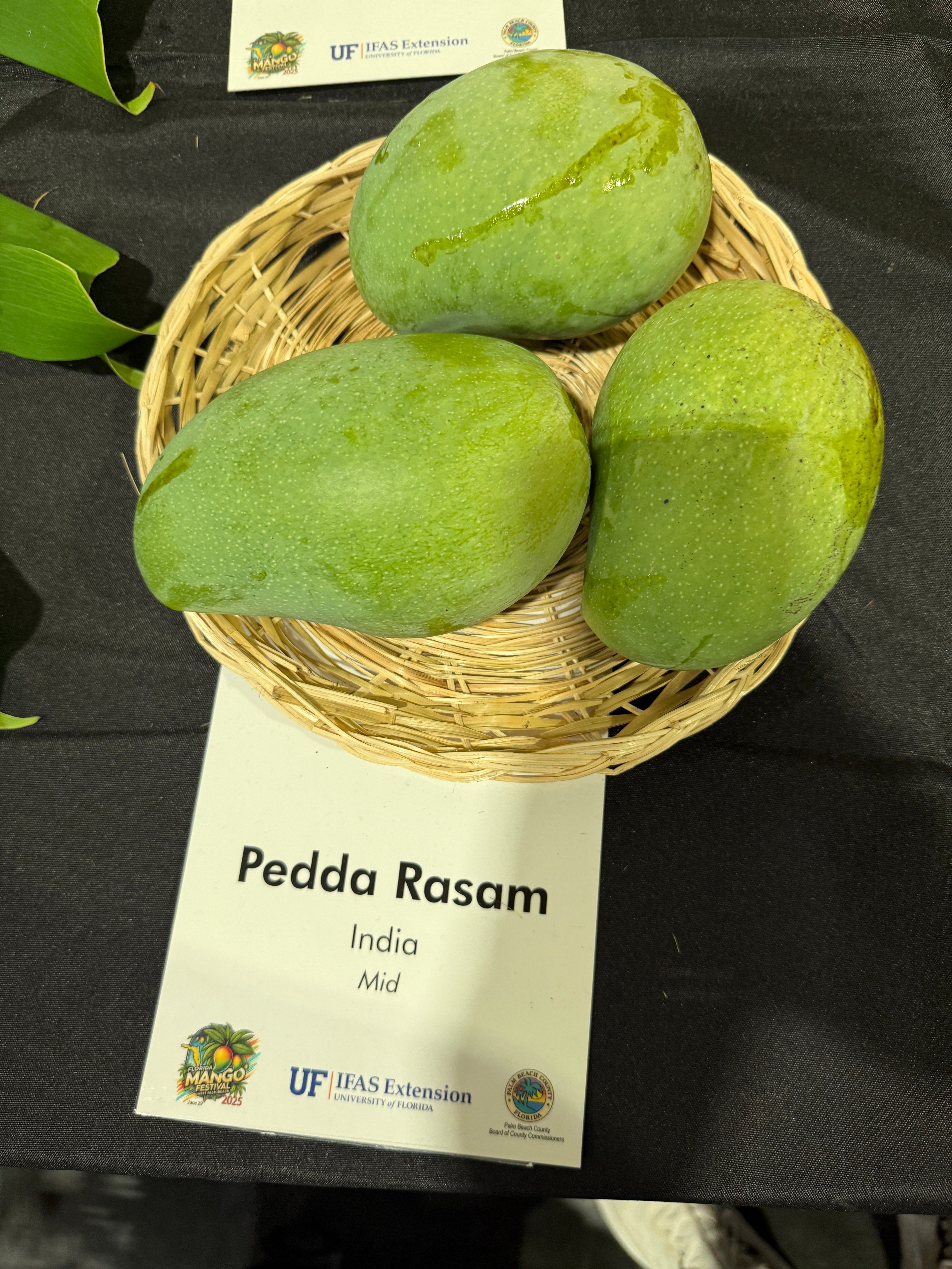 Pedda Rasam – Rare Plant Cuttings
