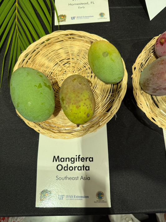 Mangifera Odorata