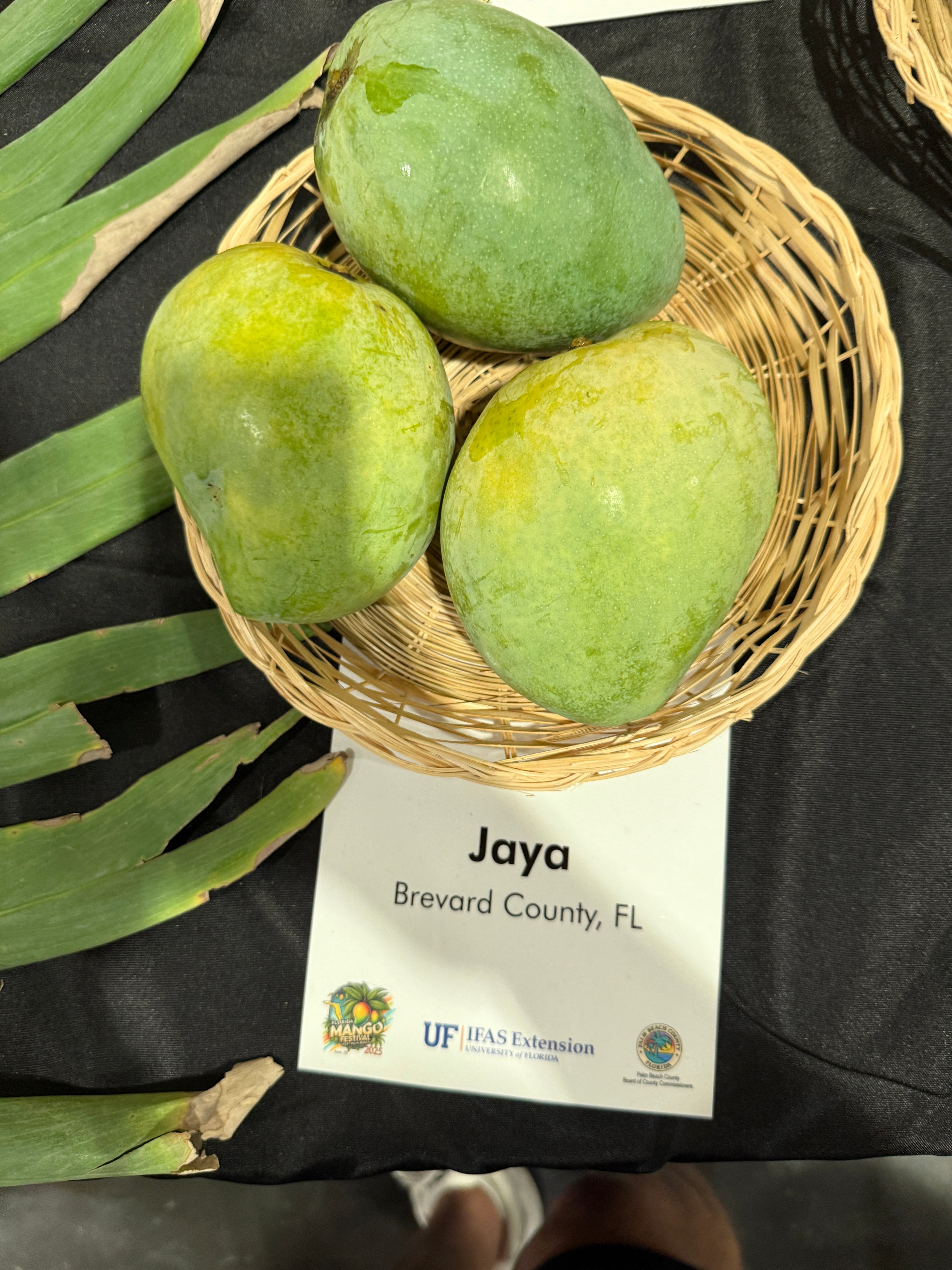 Jaya – Rare Plant Cuttings