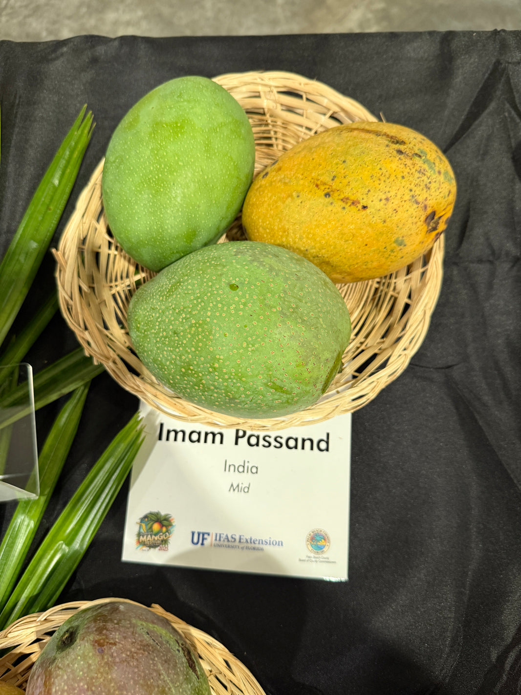 Mango Variety Library – Rare Plant Cuttings