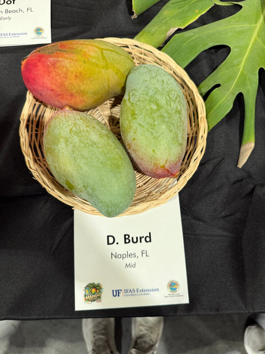 D. Burd