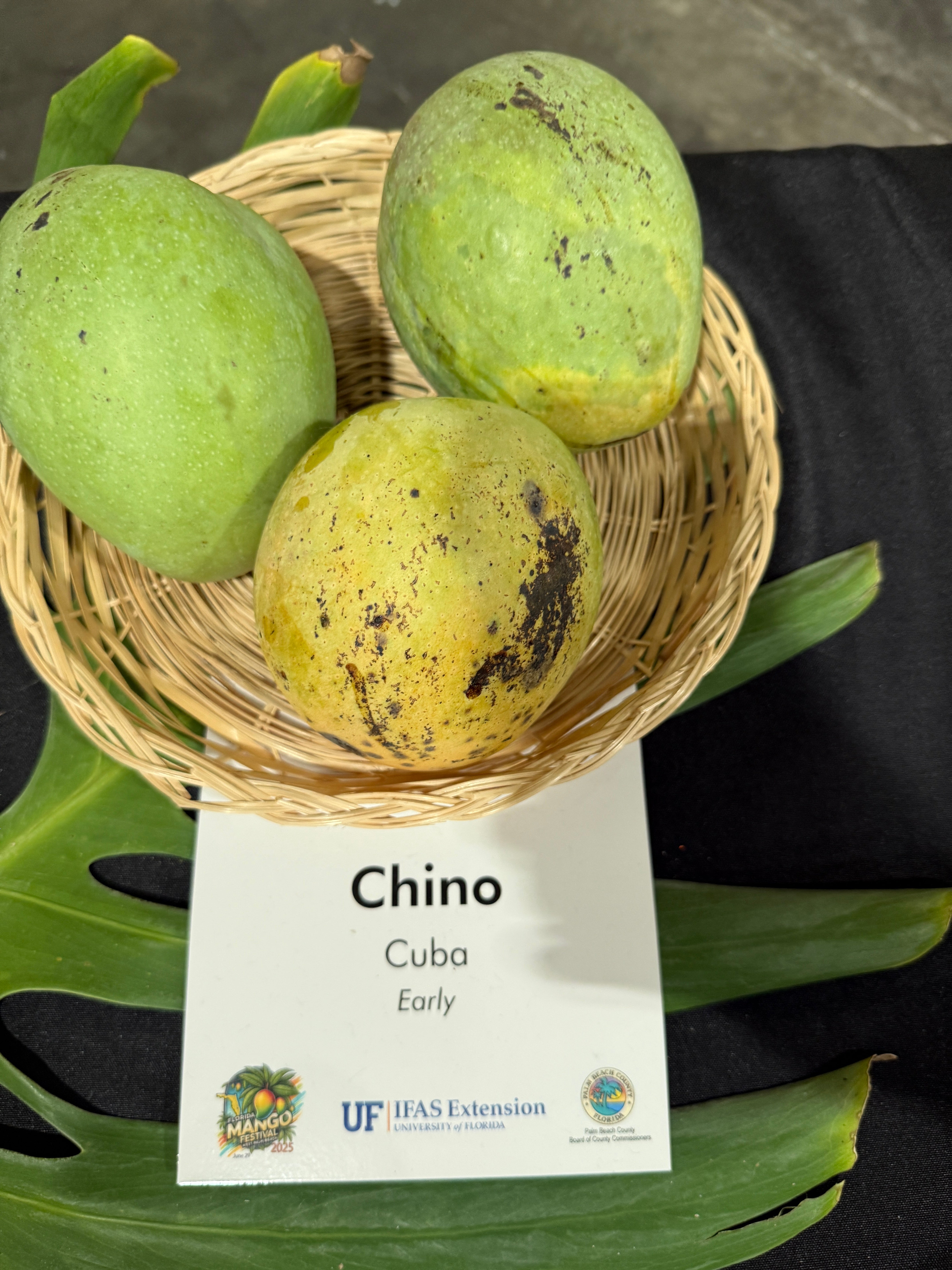 Chino – Rare Plant Cuttings