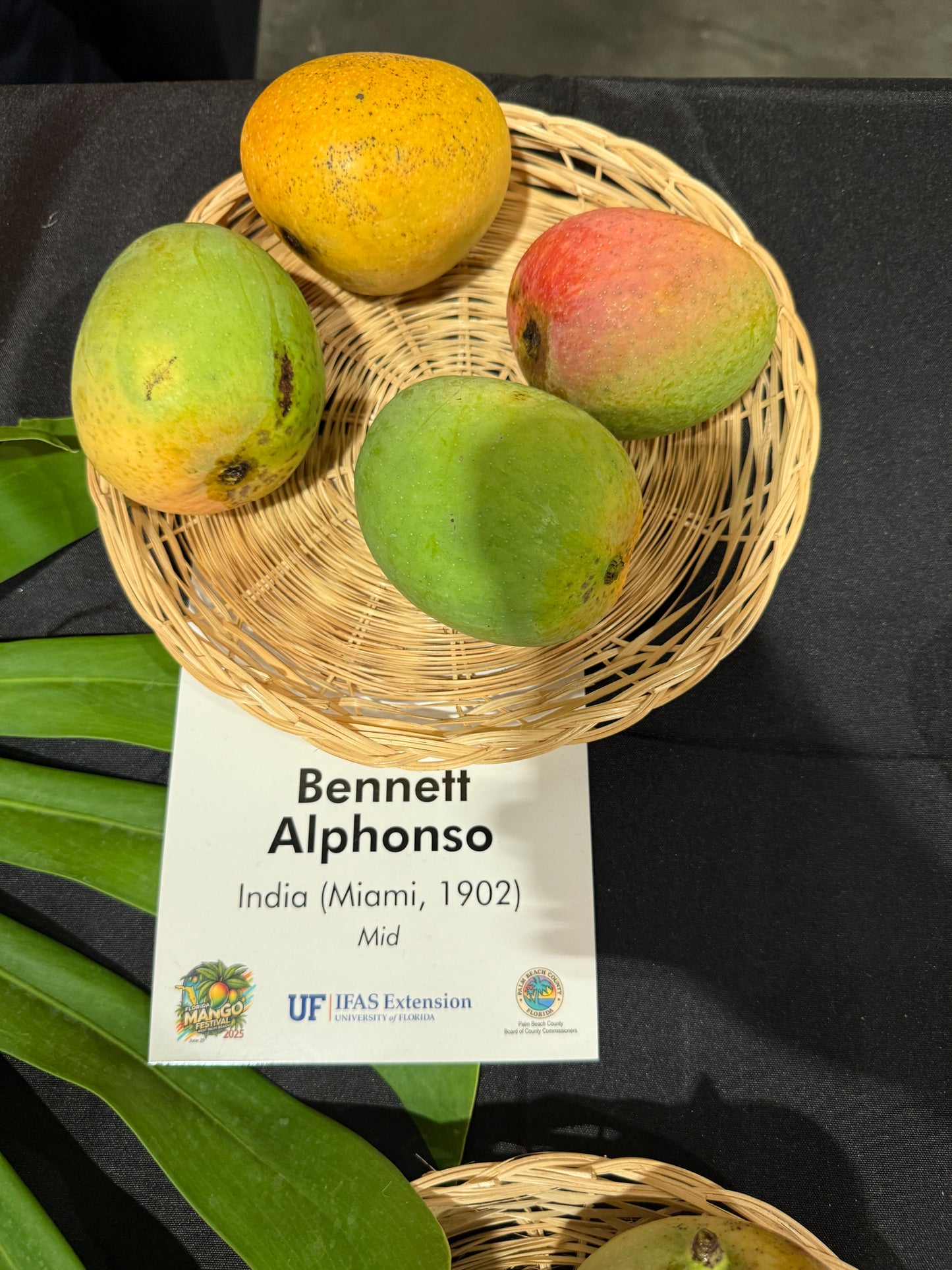 Bennett Alphonso
