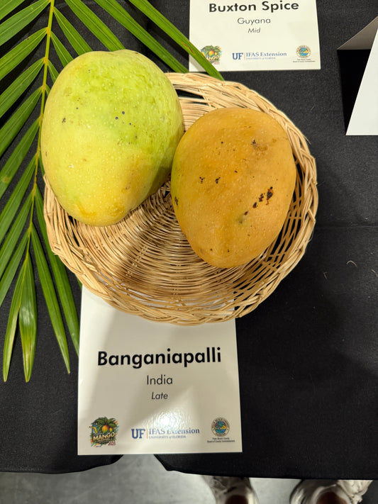 Two mangoes in a woven basket with 'Buxton Spice' and 'Banganiapalli' labels on a dark background.