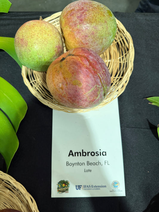Basket of Ambrosia mangoes with a UF/IFAS Extension leaflet on a dark background