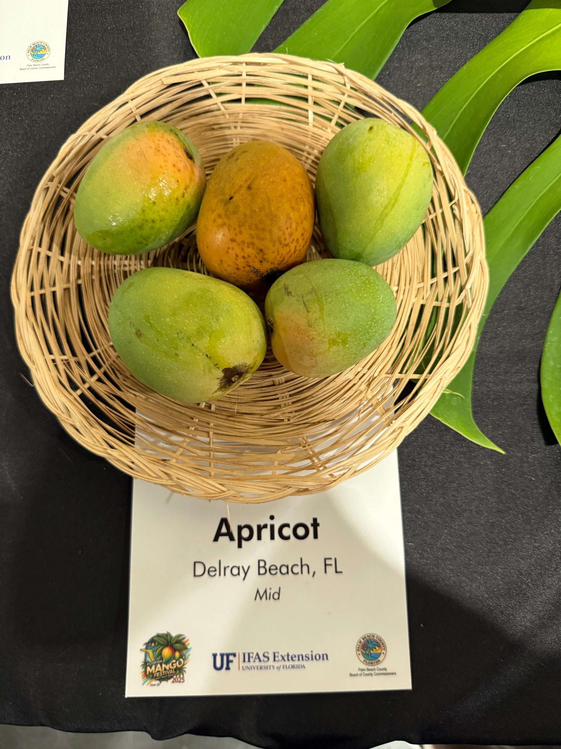 Apricot Mango