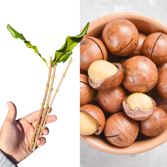 Beaumont Macadamia Cuttings – 3-Cutting Bundle | High-Yield Variety, Fast-Growing Nut Tree, Rare Propagation Material