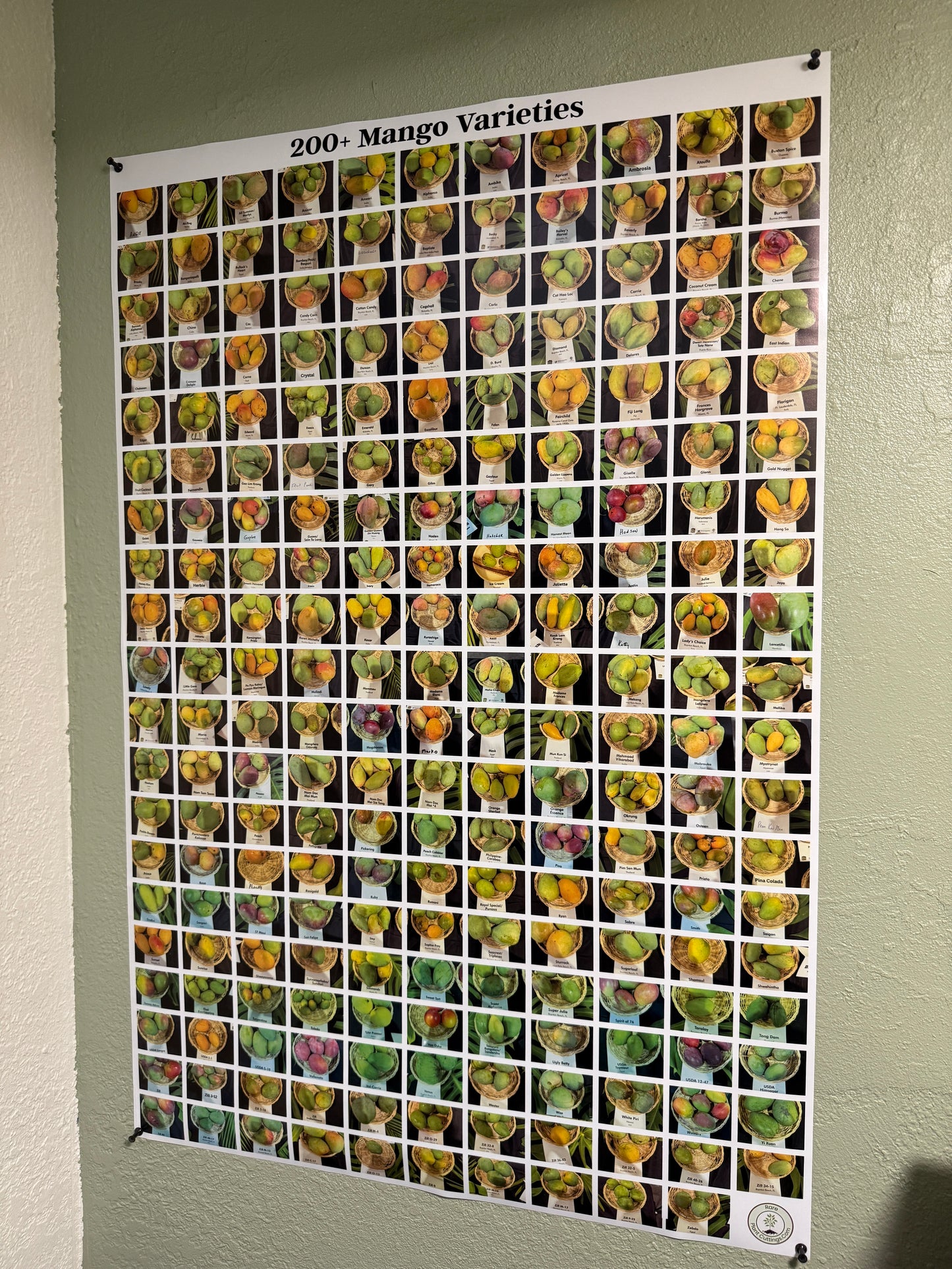 Poster with images of mangoes in a grid layout on a plain background.