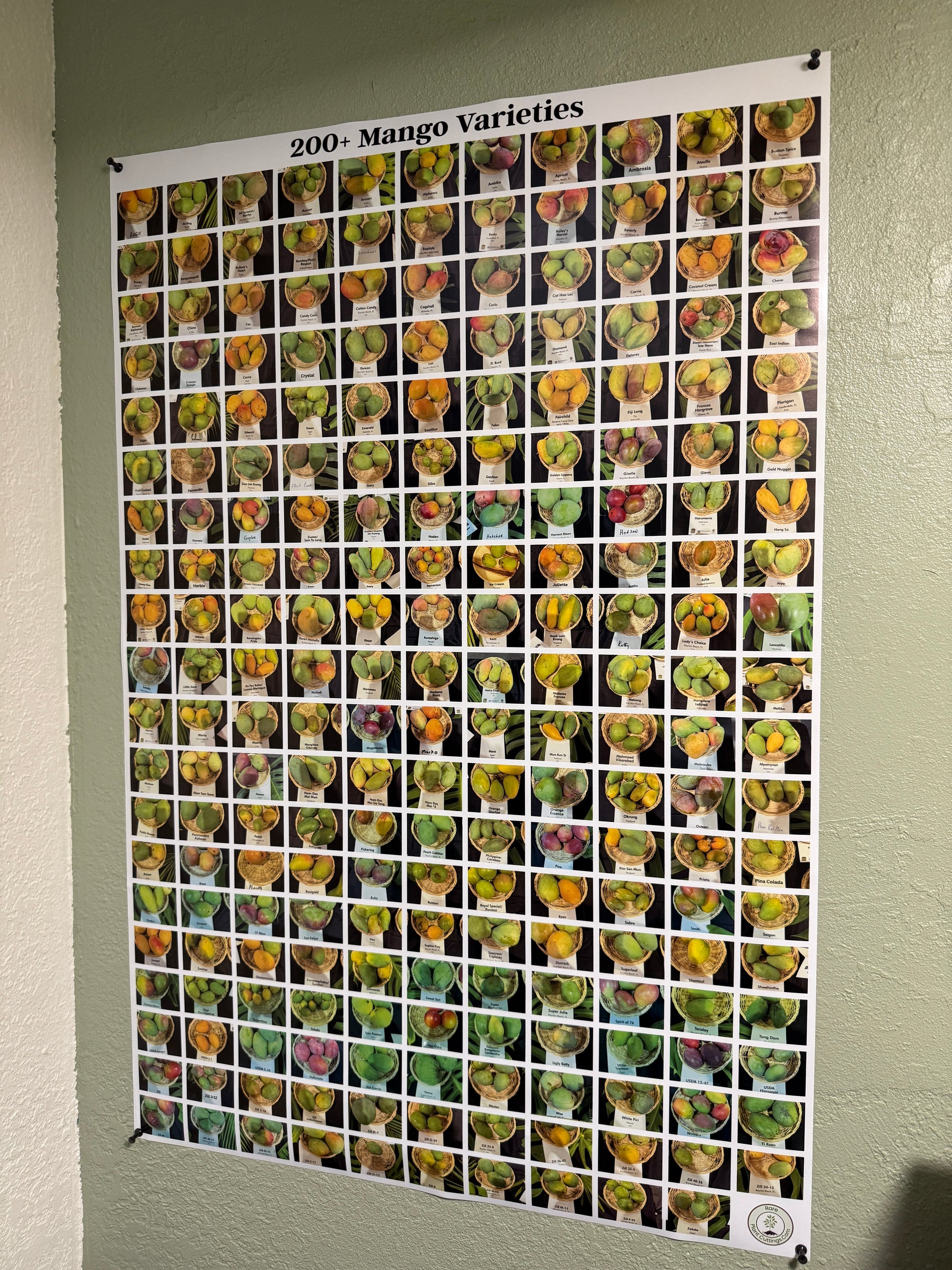 Poster with images of mangoes in a grid layout on a plain background.