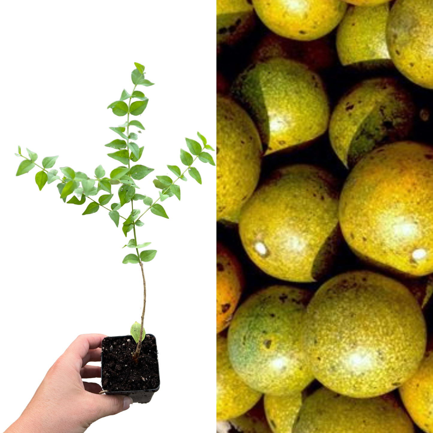 Monkey Orange Plant
