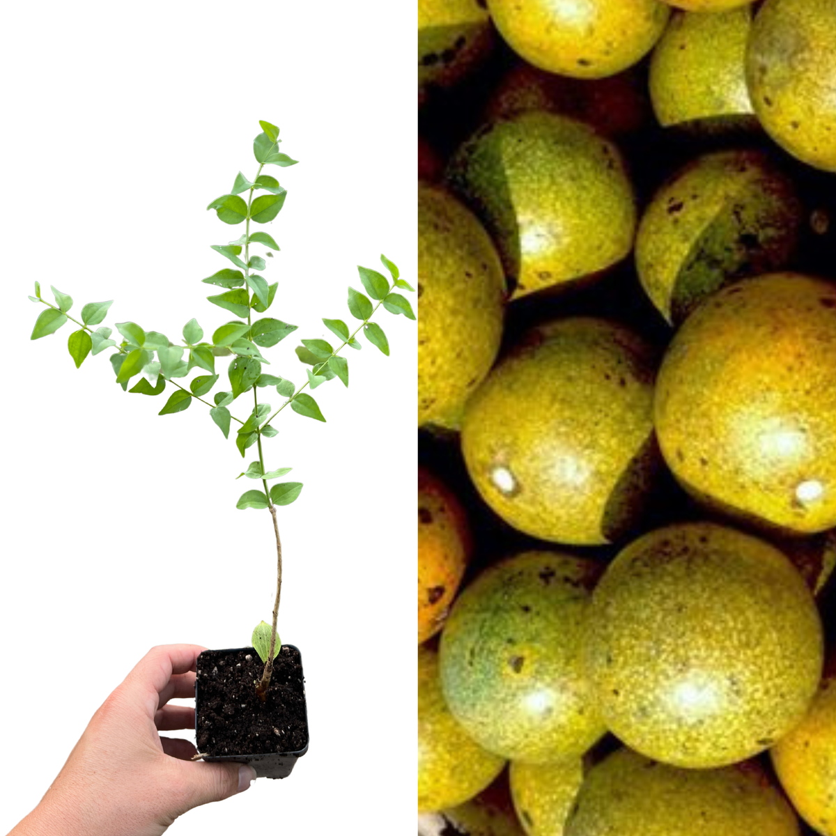 ほぶらきん Ⅲ インドの虎狩り UNBALANCERECORDS OUT-2 Monkey Orange | Rare Plant Cuttings | Auburndale, FL