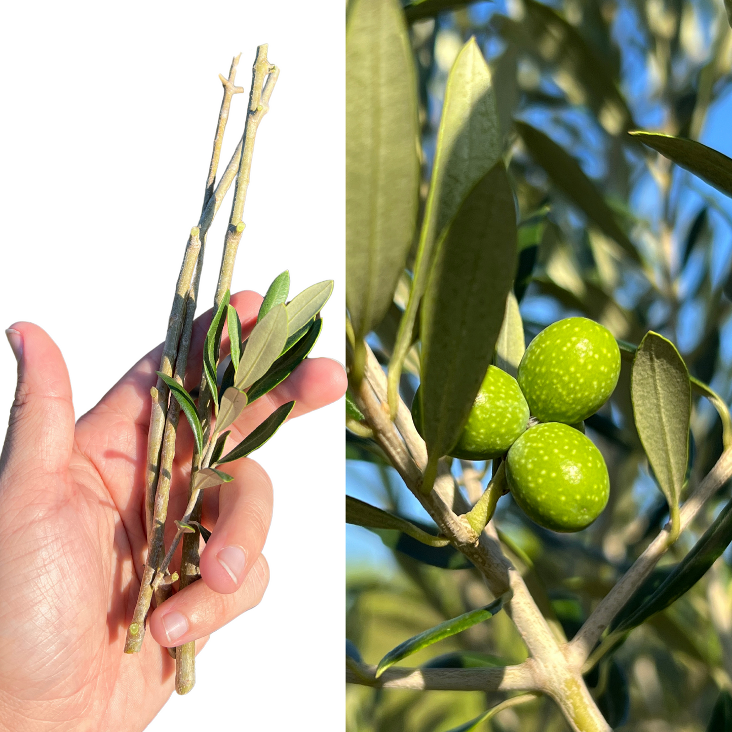 Olive Cuttings "Arbequina" (3 Cuttings Bundle)