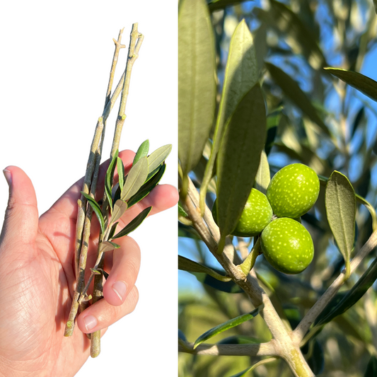 Two images, one showing a hand holding a cutting of an olive tree with green leaves, and the other displaying a branch with green olives on it.