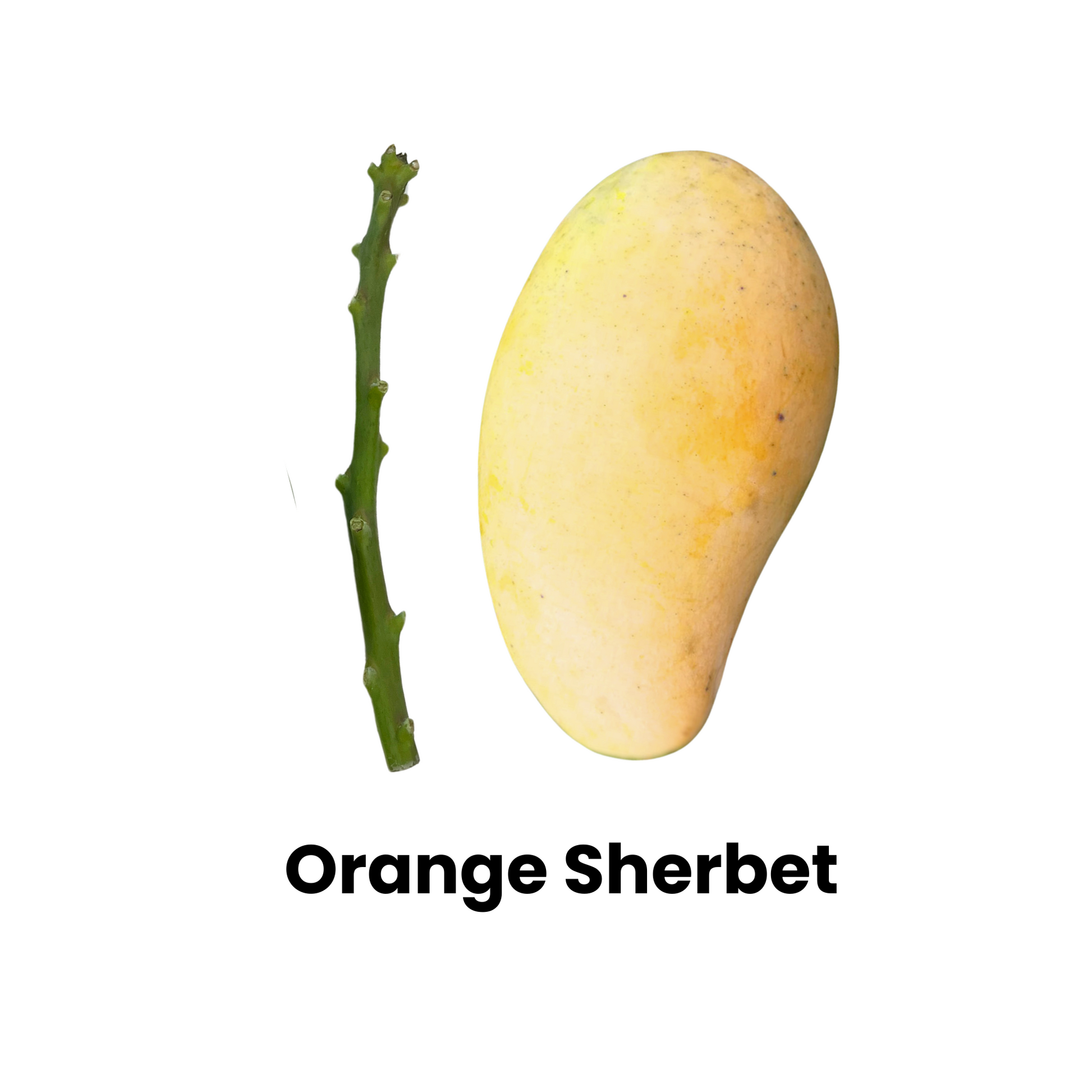 Orange Sherbet Mango scion