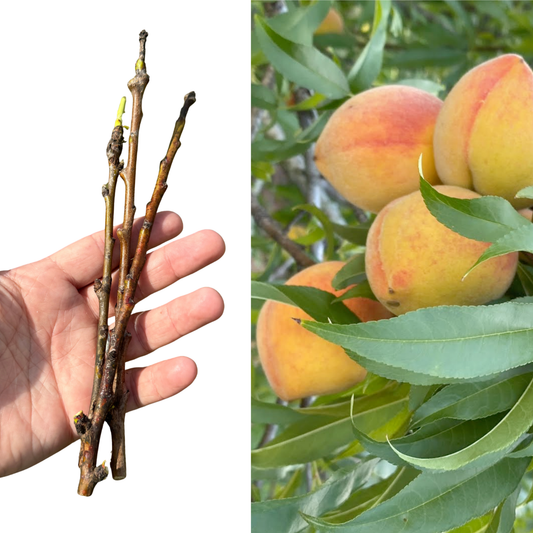 Florida Prince Peach Cuttings – 3 Live Cuttings Ready to Graft or Propagate