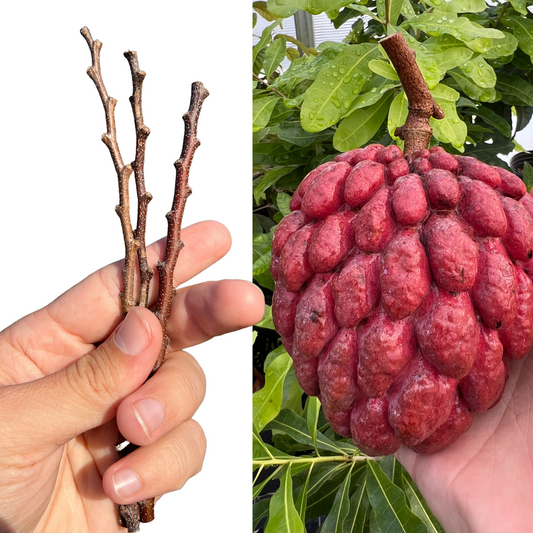 Red Sugar Apple (3 cuttings / Scions) Kampong Mauve Varitety