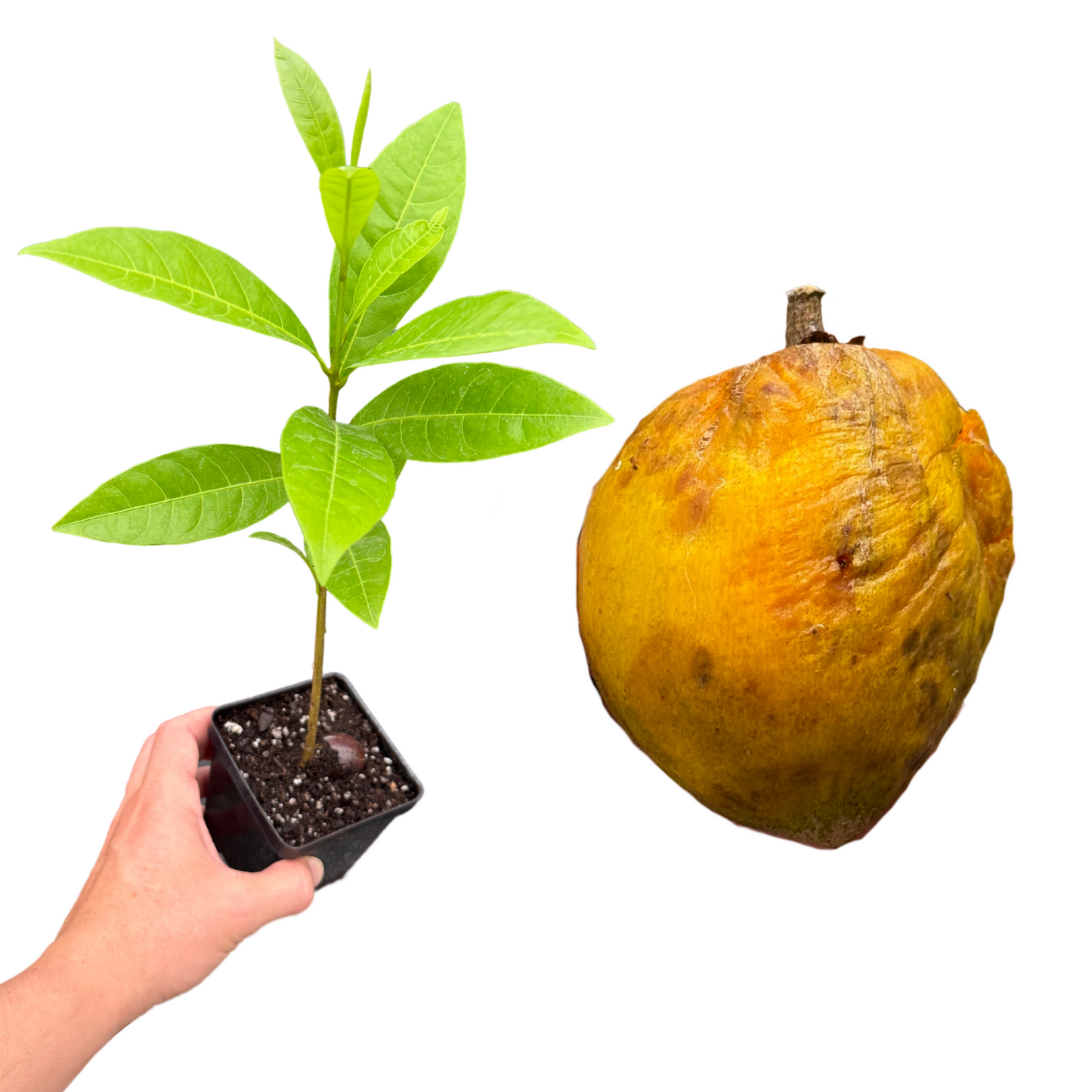 Pouteria Sp. "Fruit and Spice Park"