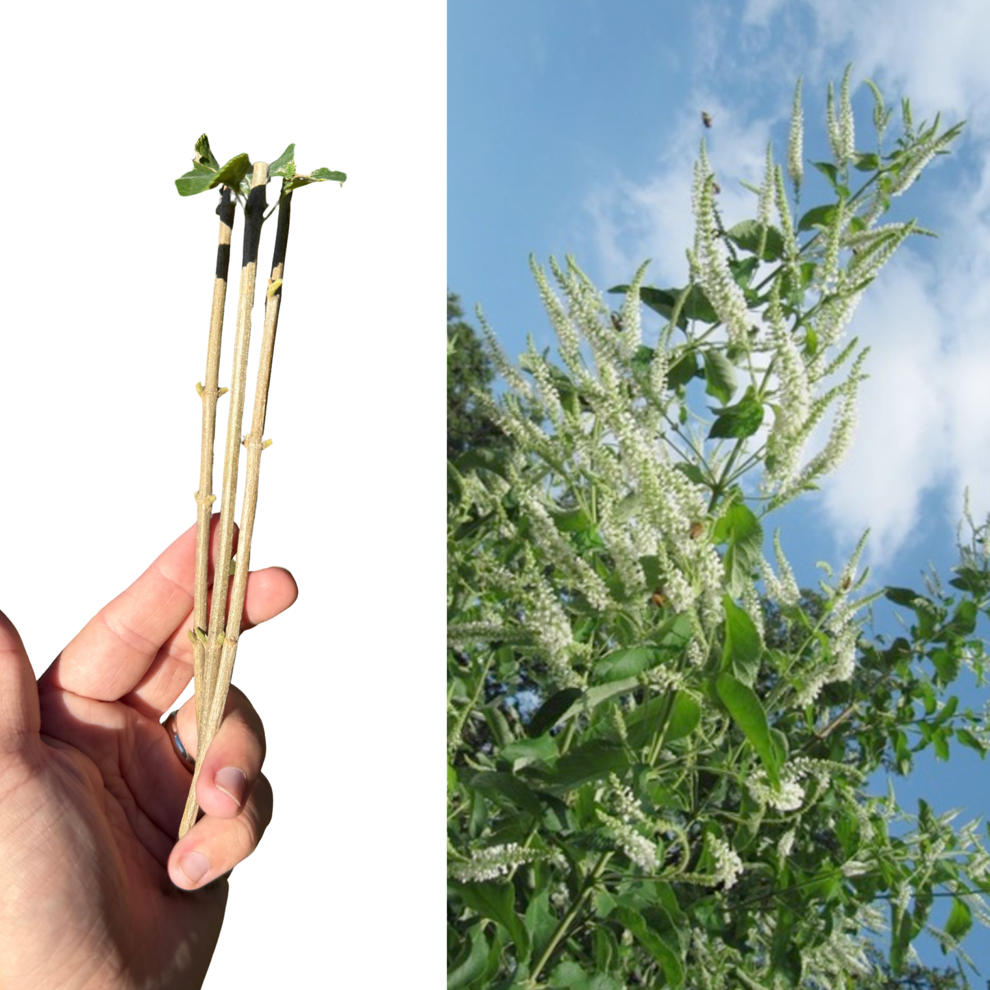 Sweet Almond Bush Cuttings (Aloysia virgata) – 3-Cutting Bundle | Fast-Growing, Fragrant, Butterfly & Pollinator Magnet