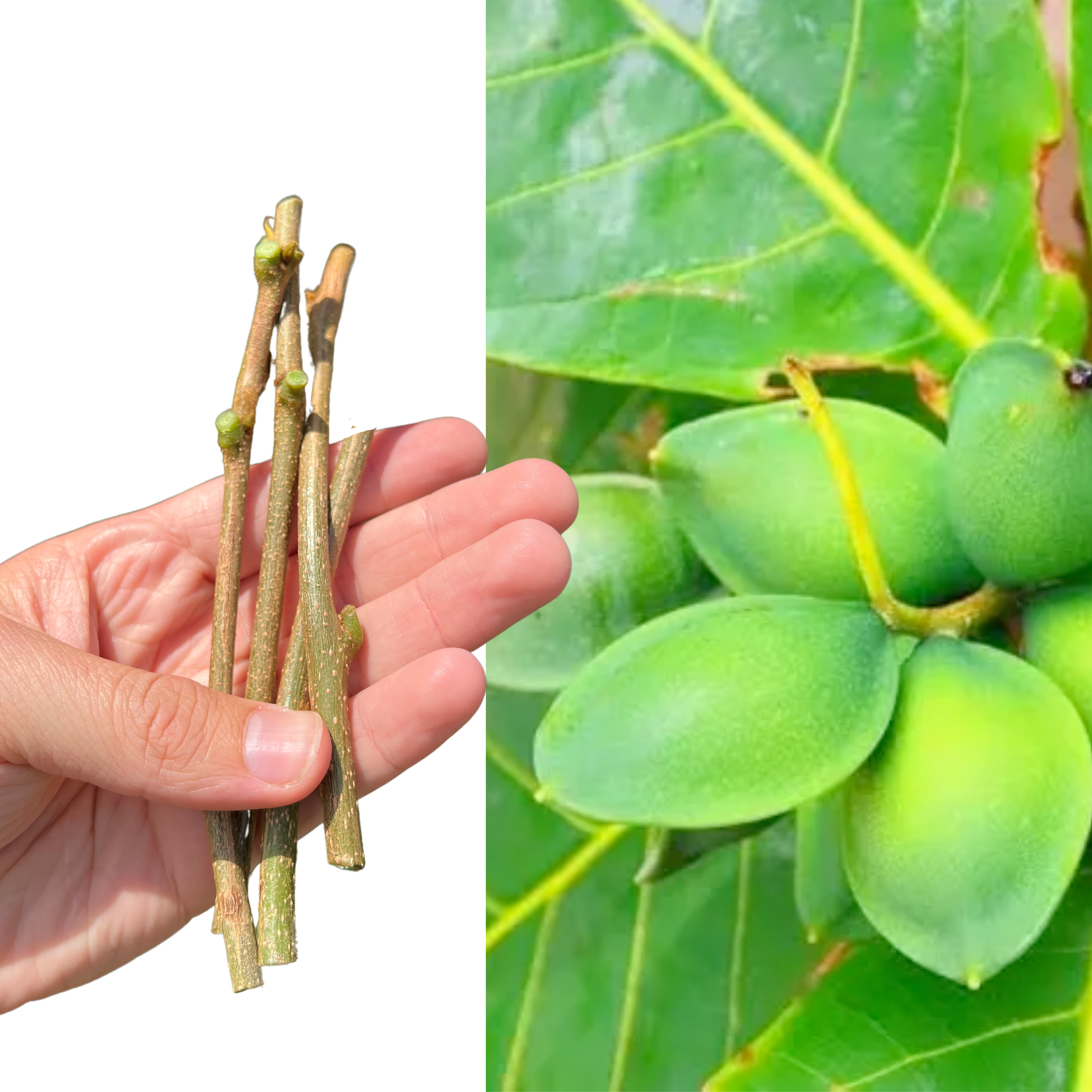 Indian Almond Ripe Tropical Almond / Indian Almond - 3 Live Cuttings – Rare Plant Cuttings