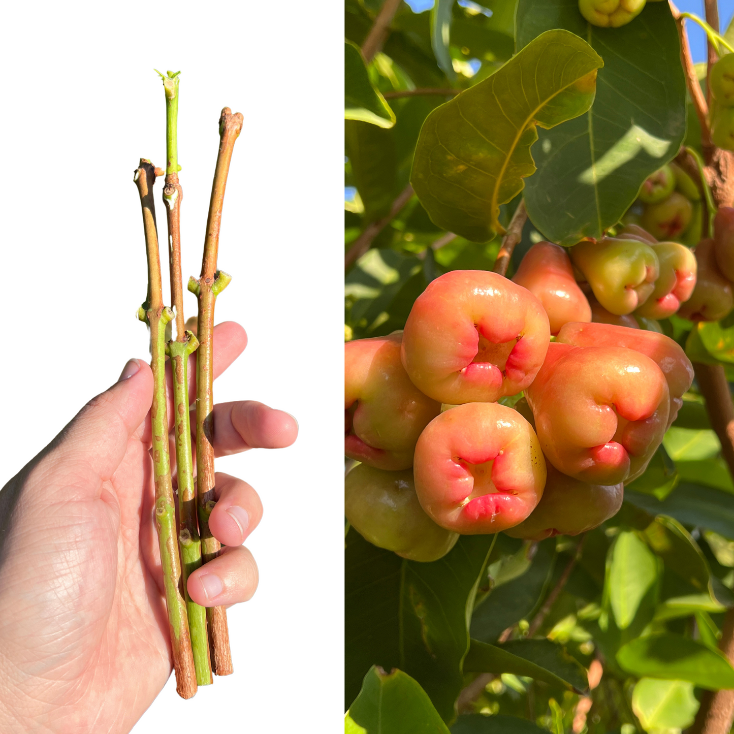 A collage of two images, one showing three cuttings of a plant with a hand, and the other displaying a cluster of red wax jambu fruits on a tree.