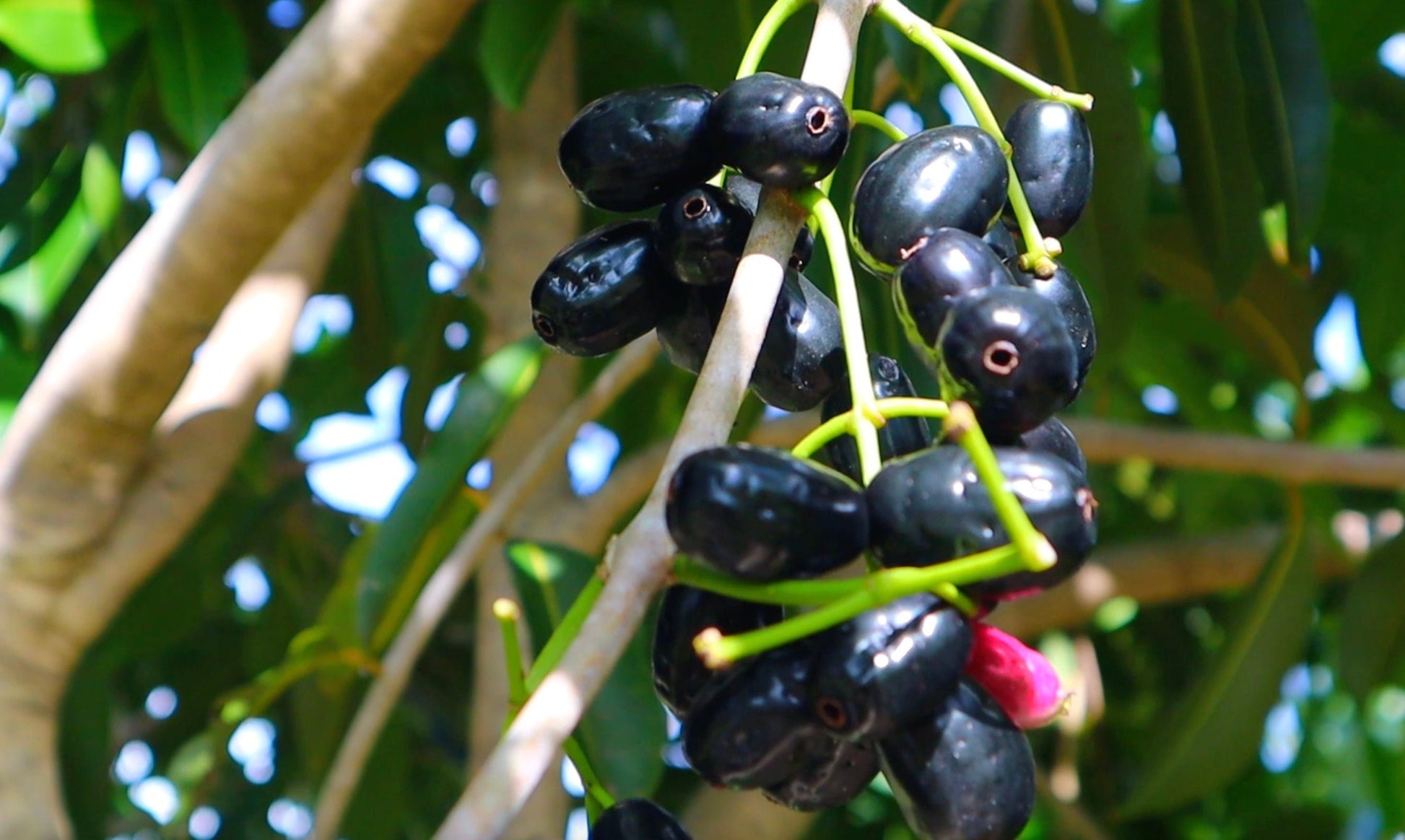 "Close-up of ripe Jamun fruit hanging from the tree branches, displaying its deep purple color and enticing sweetness, ready for harvest and enjoyment."