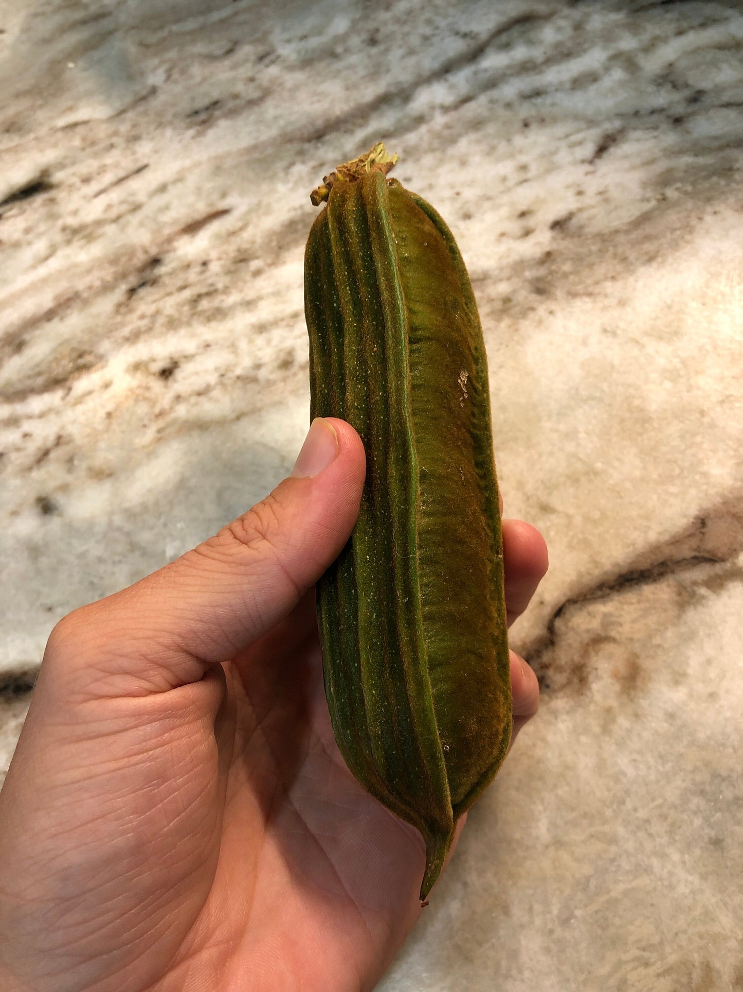 "Close-up of ripe Inga feuillei fruit, showcasing its vibrant color and tropical flavor, perfect for enjoying fresh or incorporating into various culinary delights."